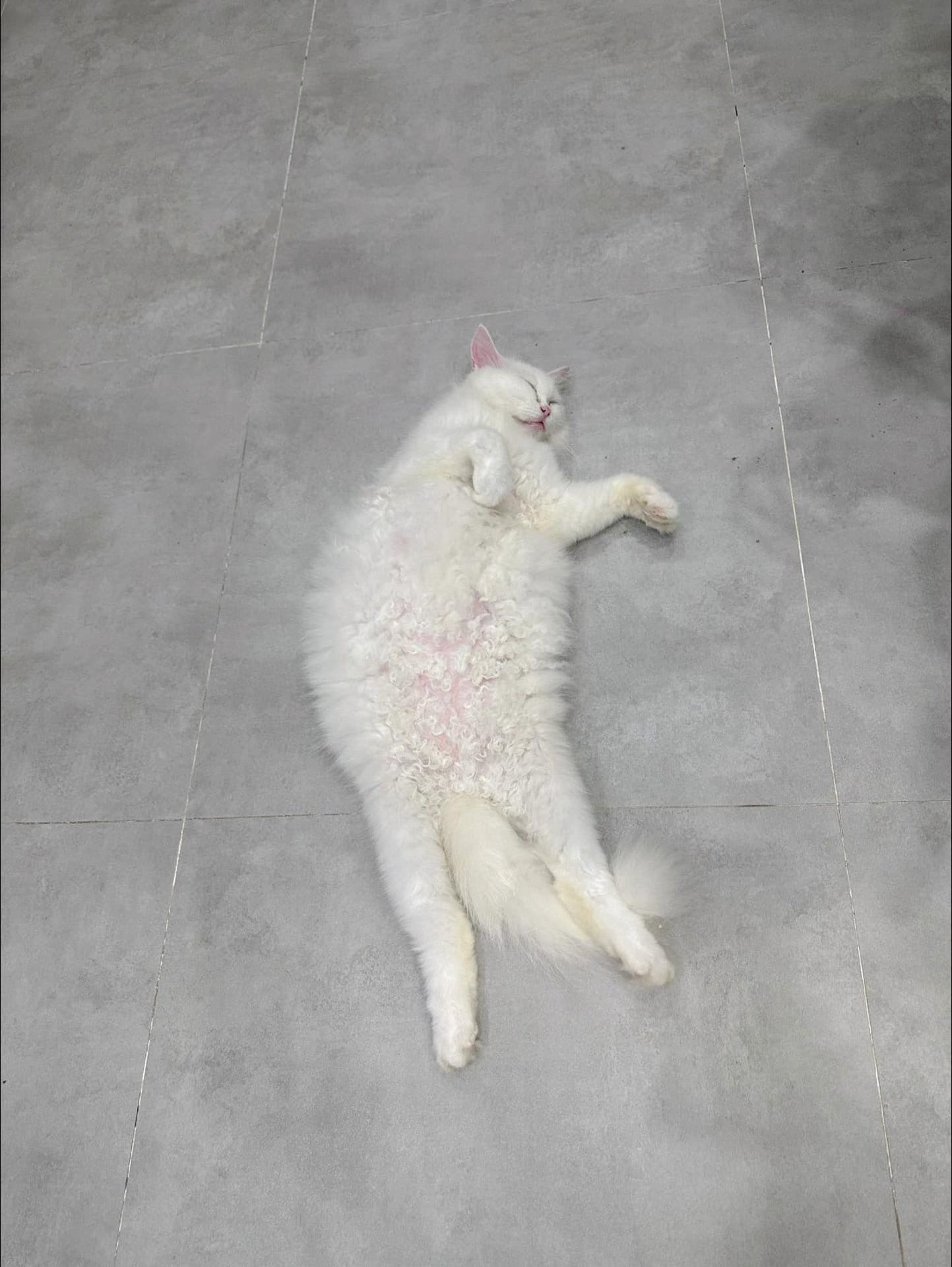 Các triệu chứng bệnh mèo bất thường cần chú ý 457 – thu cung, cham soc cho meo, cham soc meo, cham soc cho, huan luyen cho meo, cham soc thu cung, cho meo trieu chung.