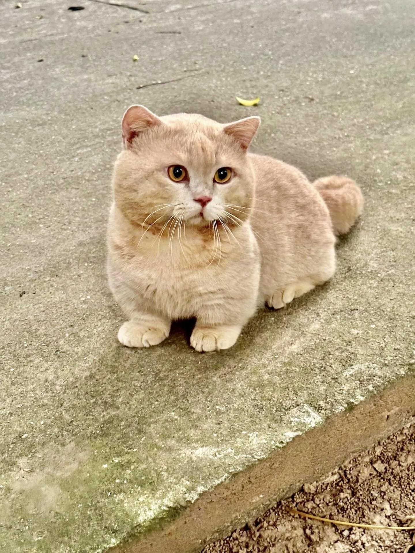 Các triệu chứng bệnh mèo bất thường cần chú ý 390 – thu cung, cham soc cho meo, cham soc meo, cham soc cho, huan luyen cho meo, cham soc thu cung, cho meo trieu chung.