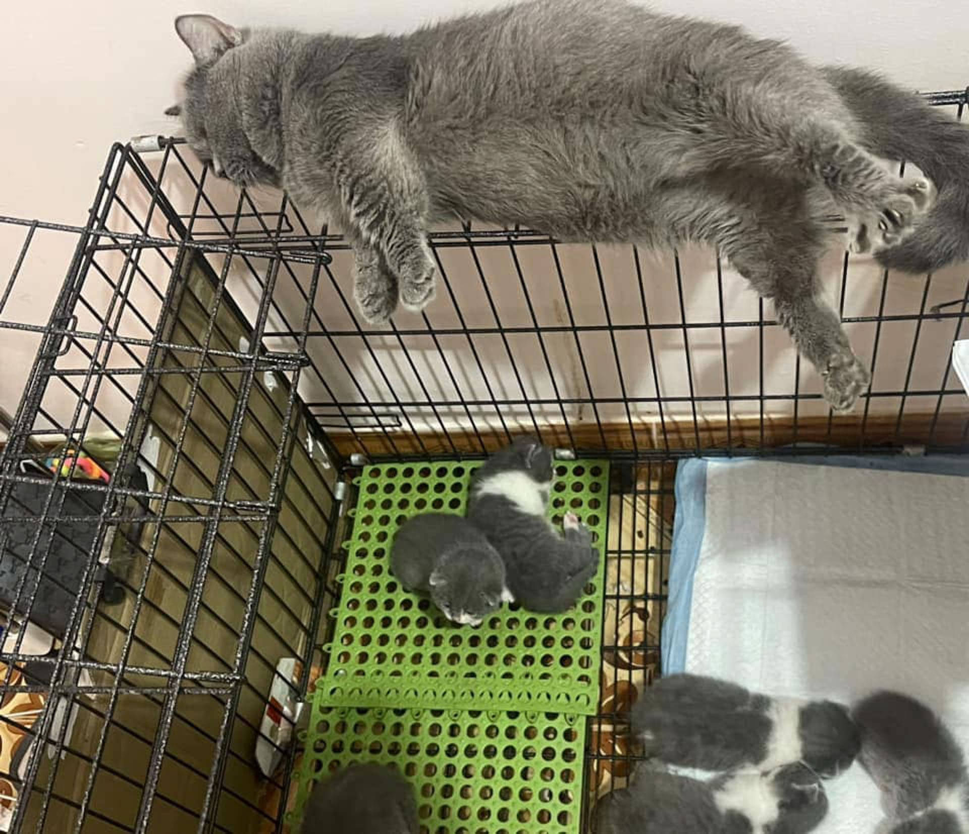 Các triệu chứng bệnh mèo bất thường cần chú ý 712 – thu cung, cham soc cho meo, cham soc meo, cham soc cho, huan luyen cho meo, cham soc thu cung, cho meo trieu chung.