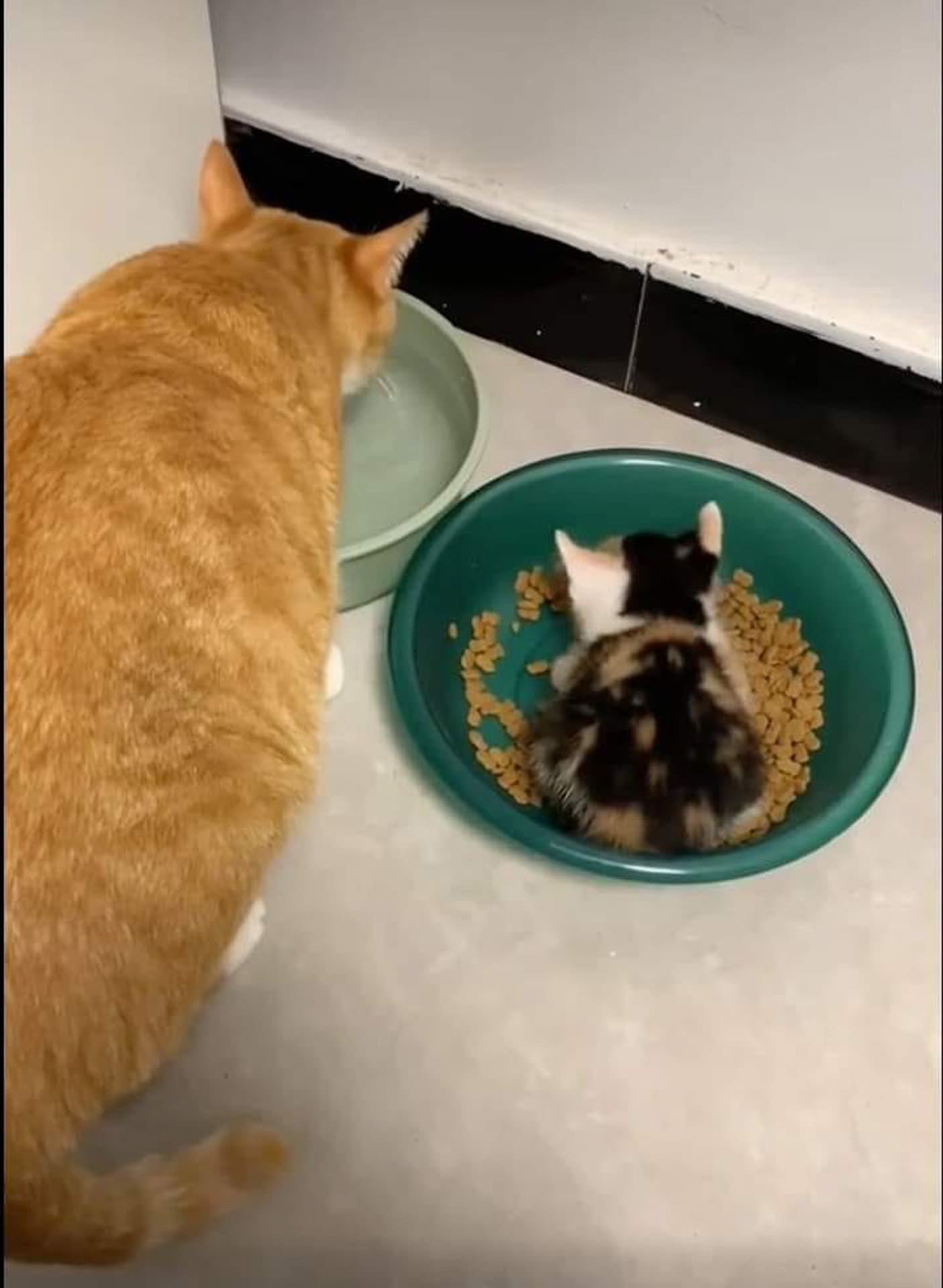 Gợi ý 8 trò chơi trong nhà dành cho chó của bạn 520 – thu cung, cham soc cho meo, cham soc meo, cham soc cho, huan luyen cho meo, cham soc thu cung, cho meo trong nha.