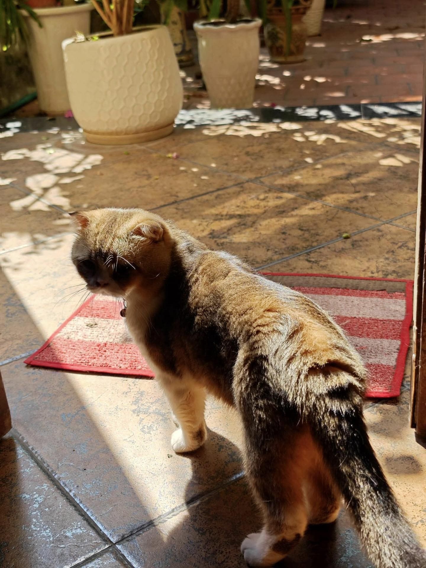 Gợi ý 8 trò chơi trong nhà dành cho chó của bạn 556 – thu cung, cham soc cho meo, cham soc meo, cham soc cho, huan luyen cho meo, cham soc thu cung, cho meo trong nha.