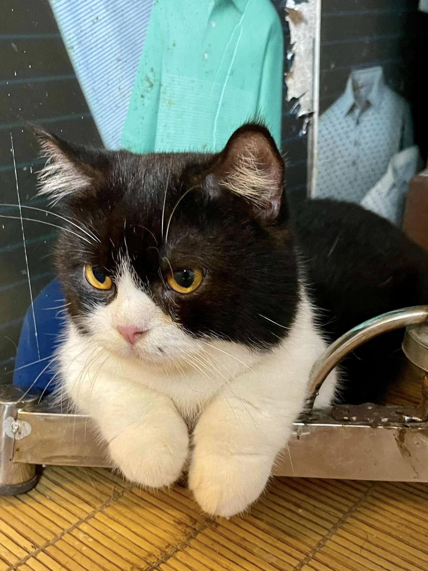 Ngôn ngữ hành vi giao tiếp của mèo và cách huấn luyện 792 – thu cung, cham soc cho meo, cham soc meo, cham soc cho, huan luyen cho meo, cham soc thu cung, cho meo giao tiep.