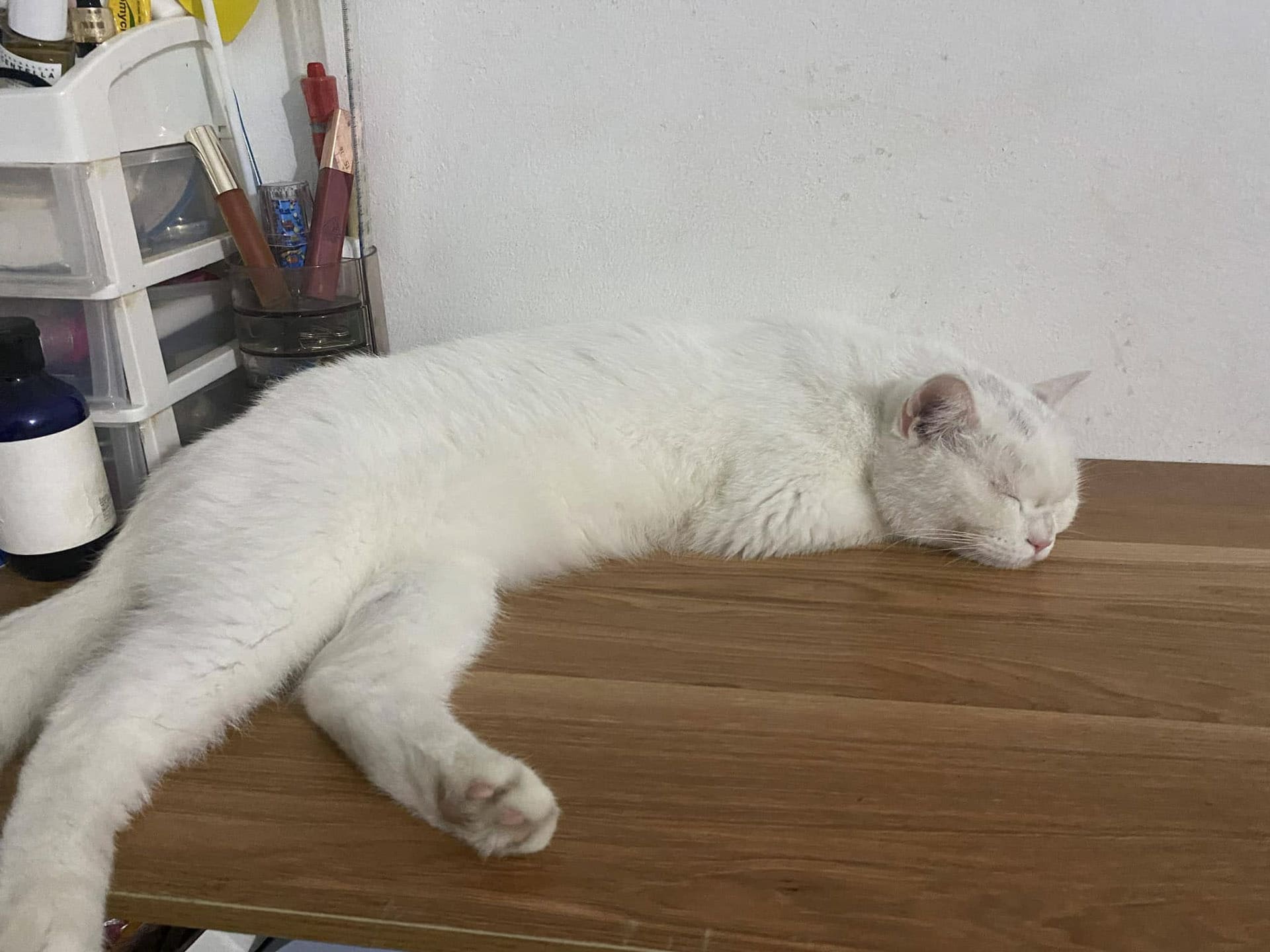 Hướng dẫn chăm sóc móng chân cho mèo 628 – thu cung, cho meo, cho, meo, mong chan, mong chan cho meo.