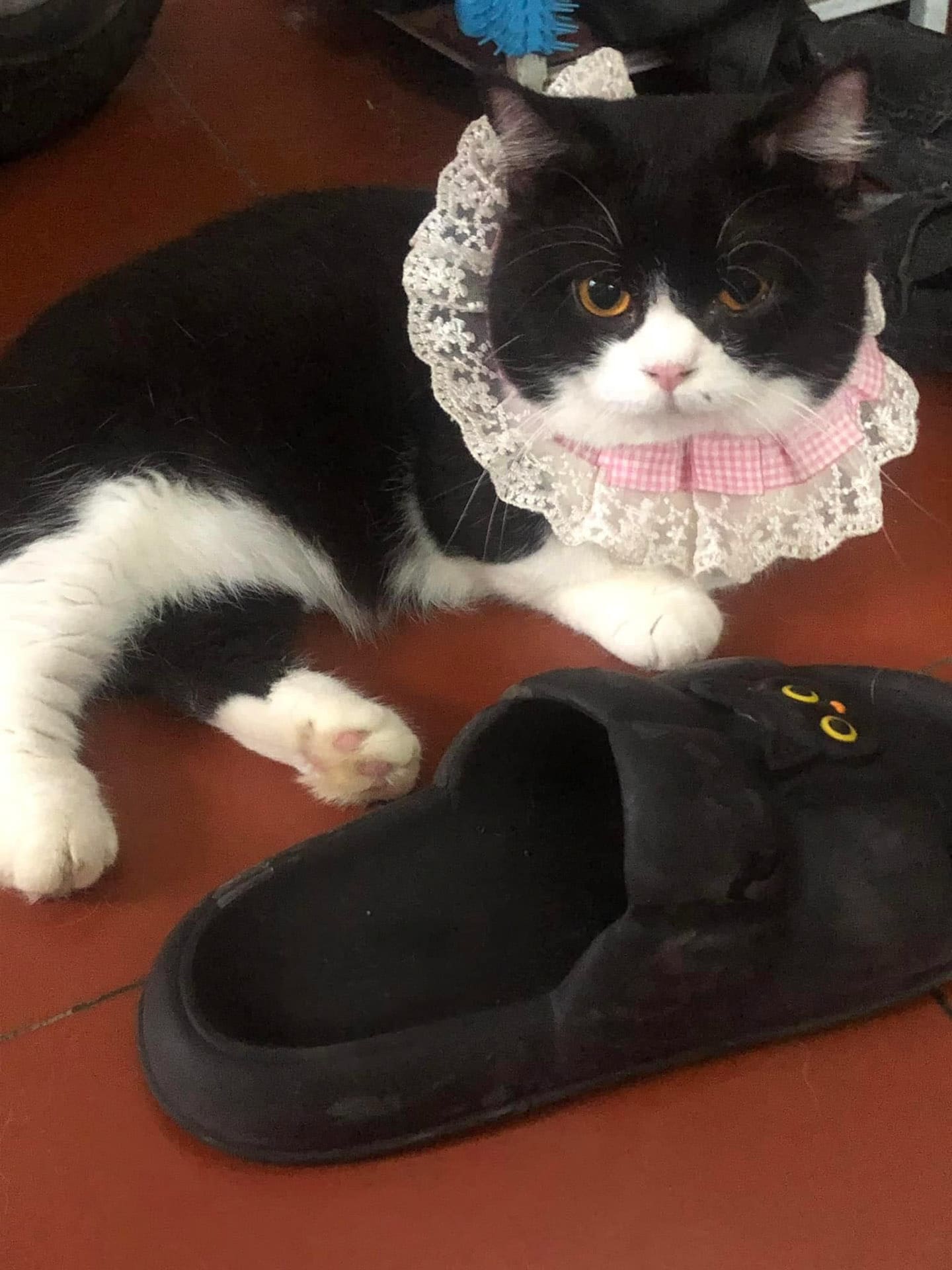 Đọc vị ngôn ngữ cơ thể của mèo (body language cat) 749 – thu cung, body language, cho meo, cho, meo, ngon ngu cho meo.