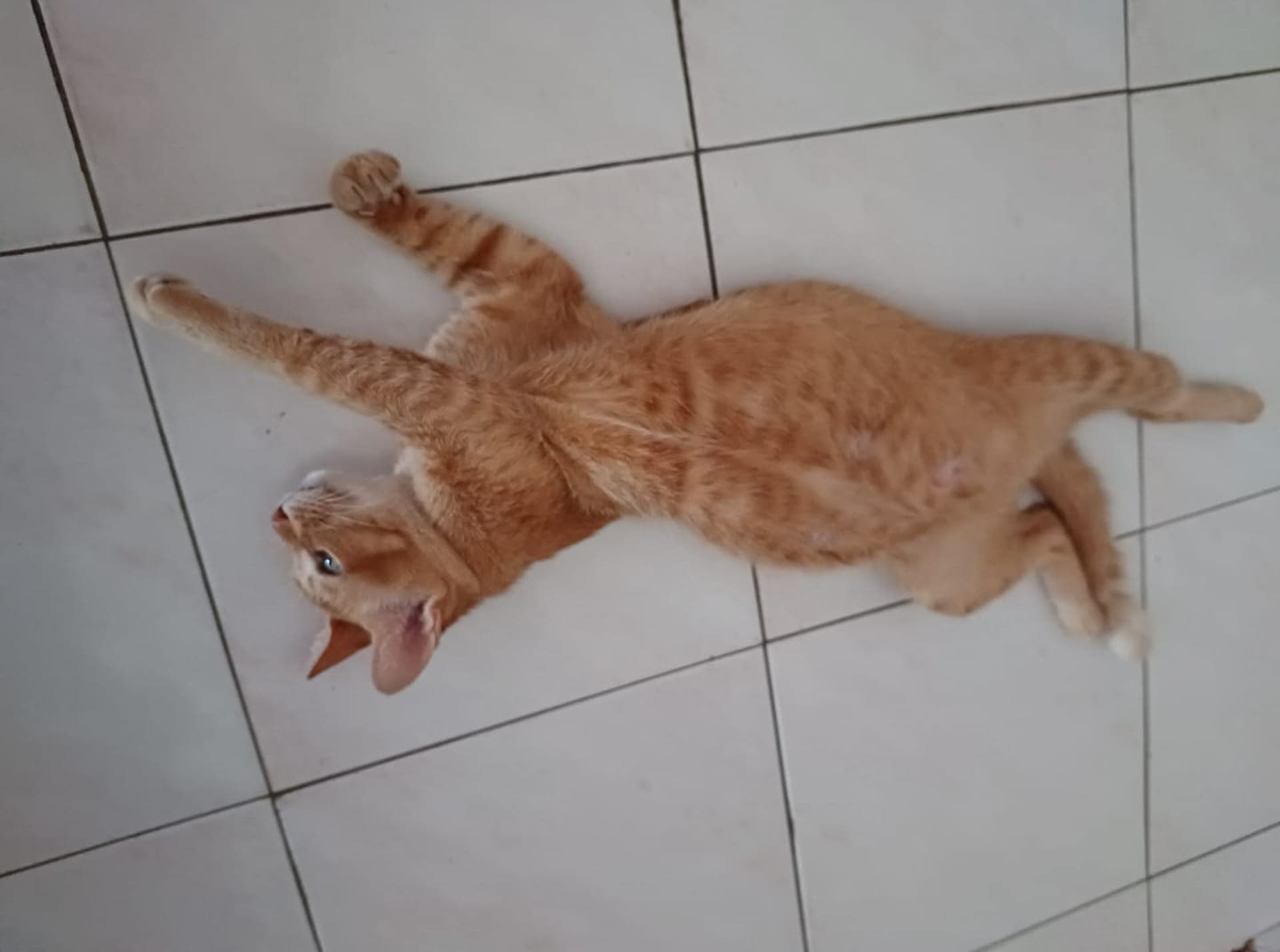 10 lời khuyên để giữ cho chó mèo hạnh phúc trong nhà 214 – thu cung, cham soc cho meo, cham soc meo, cham soc cho, huan luyen cho meo, cham soc thu cung, cho meo hanh phuc.