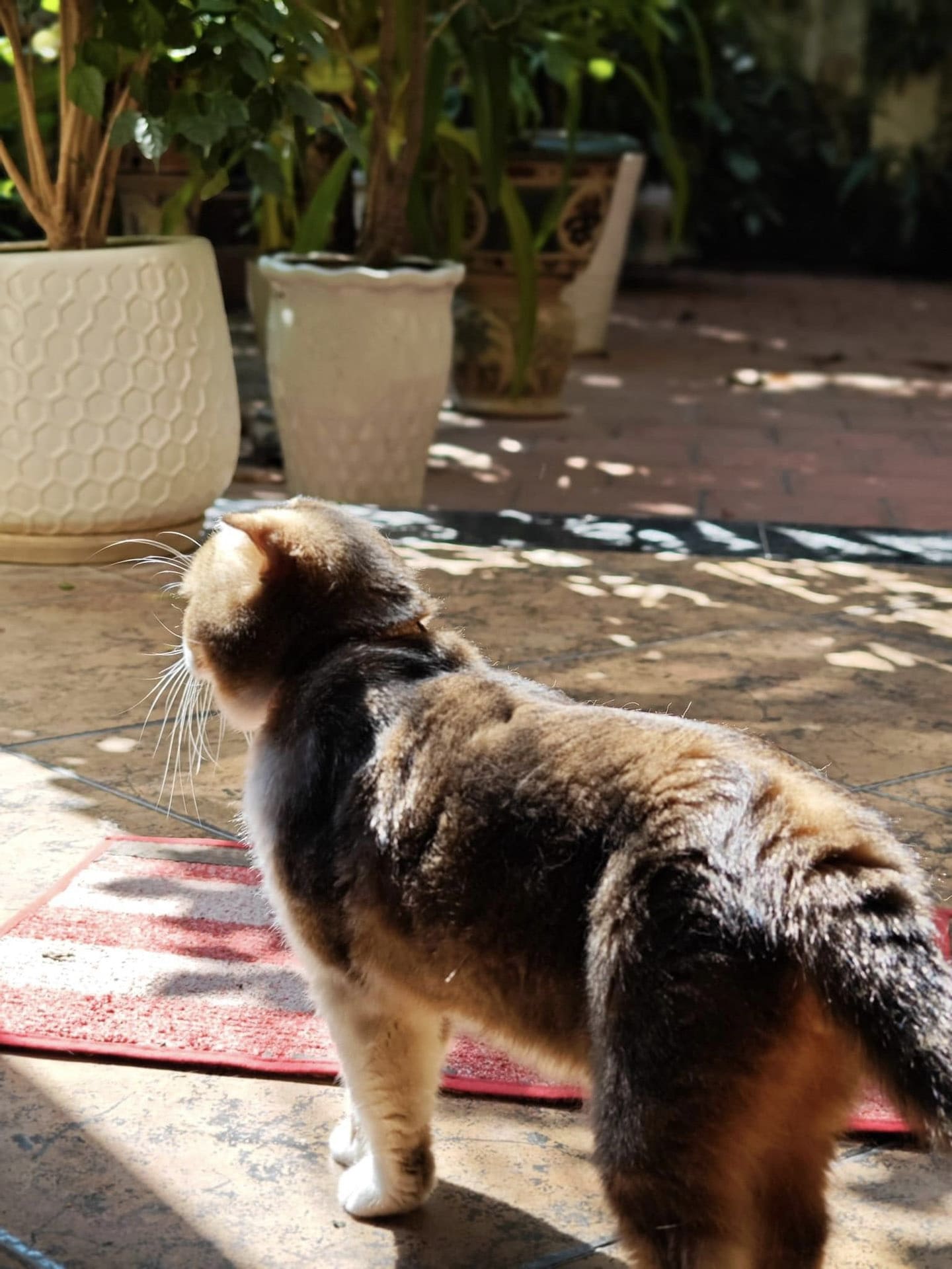 Hướng dẫn chăm sóc móng chân cho mèo 922 – thu cung, cho meo, cho, meo, mong chan, mong chan cho meo.