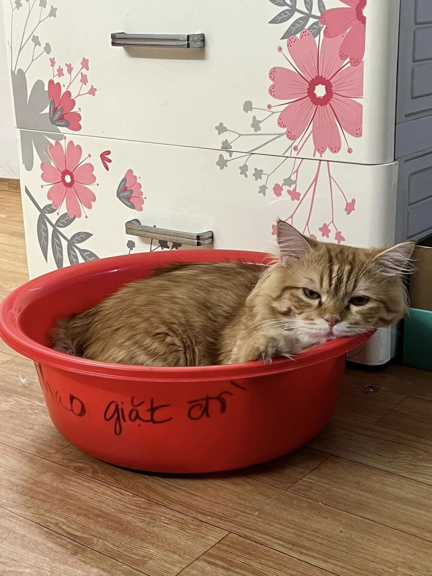 Hướng dẫn nhận nuôi chó mèo bị bỏ rơi Hướng dẫn nhận nuôi chó mèo bị bỏ rơi 574 – thu cung, cham soc cho meo, cham soc meo, cham soc cho, huan luyen cho meo, cham soc thu cung, nhan nuoi cho meo.