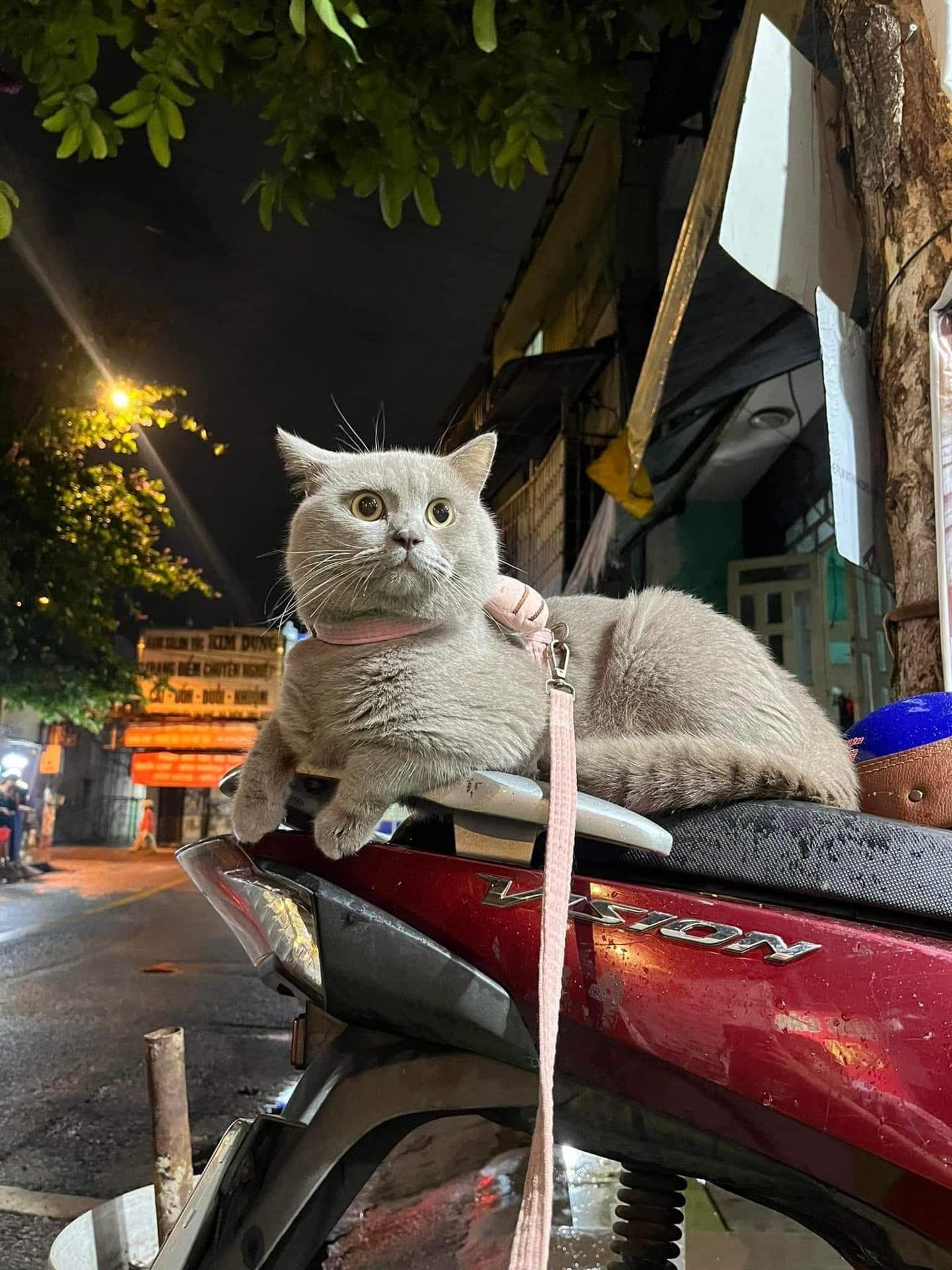 Đọc vị ngôn ngữ cơ thể của mèo (body language cat) 095 – thu cung, body language, cho meo, cho, meo, ngon ngu cho meo.