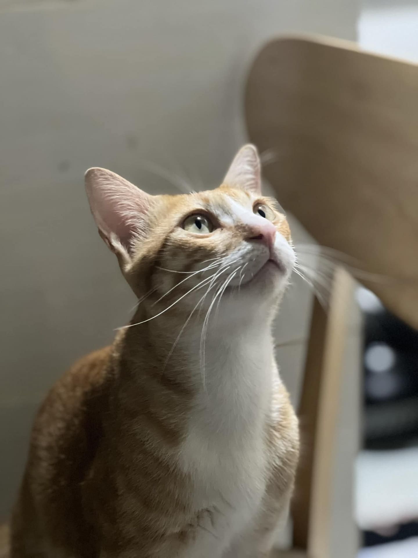 Đọc vị ngôn ngữ cơ thể của mèo (body language cat) 099 – thu cung, body language, cho meo, cho, meo, ngon ngu cho meo.