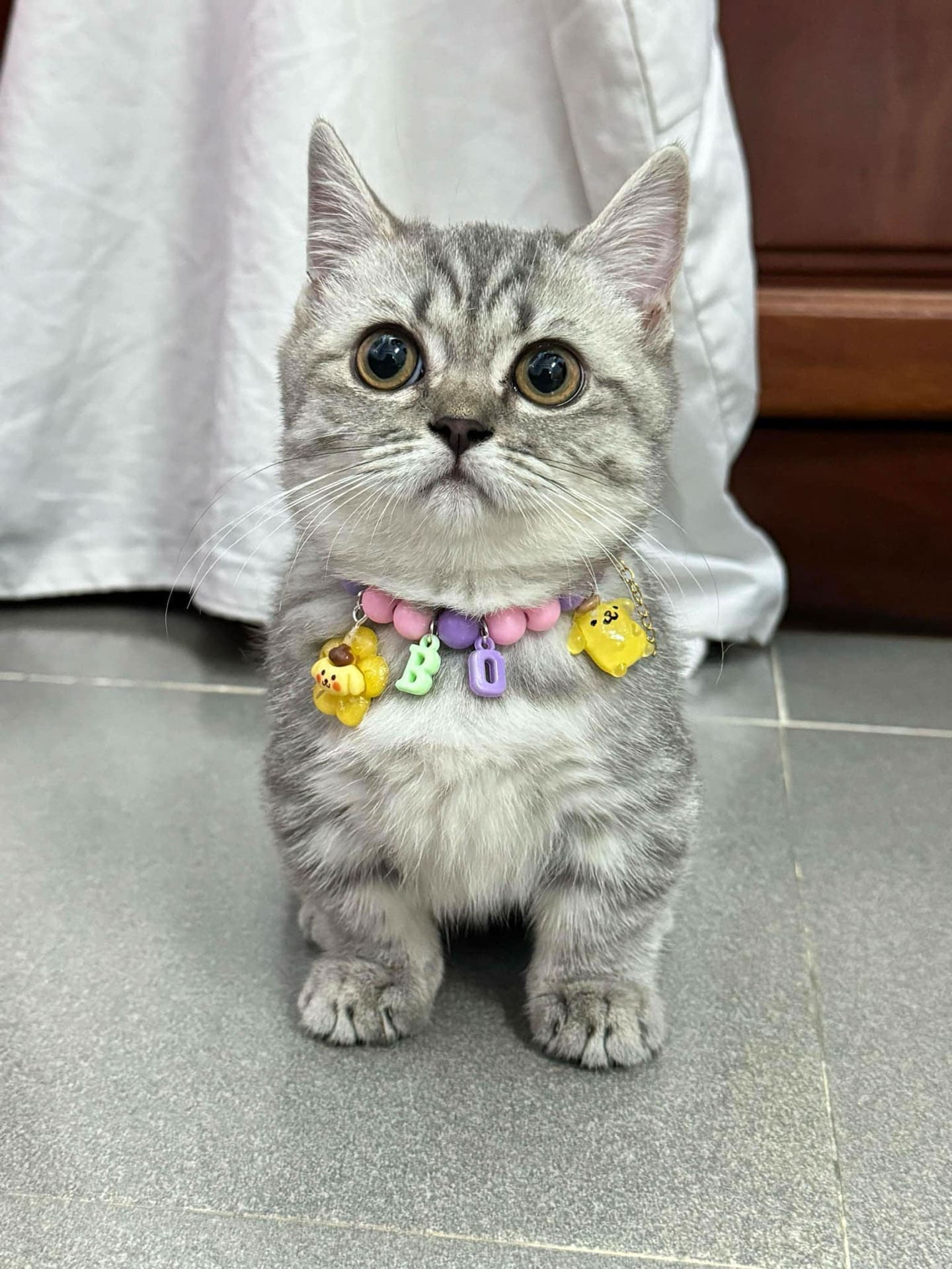 Hướng dẫn nhận nuôi chó mèo bị bỏ rơi Hướng dẫn nhận nuôi chó mèo bị bỏ rơi 093 – thu cung, cham soc cho meo, cham soc meo, cham soc cho, huan luyen cho meo, cham soc thu cung, nhan nuoi cho meo.