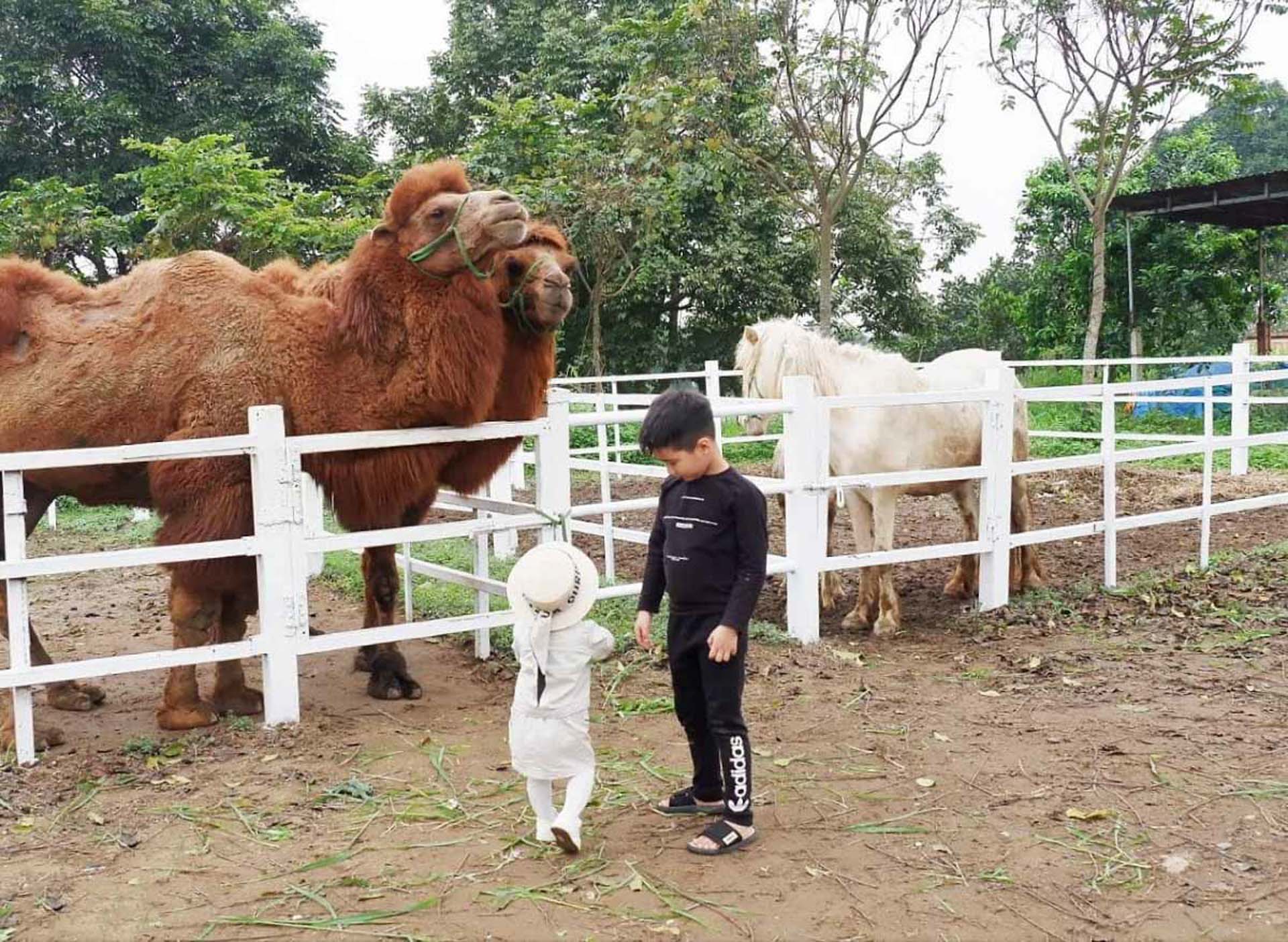 Cẩm nang du lịch Ba Vì 352 – cam nang du lich, du lich mien bac, du lich ba vi.