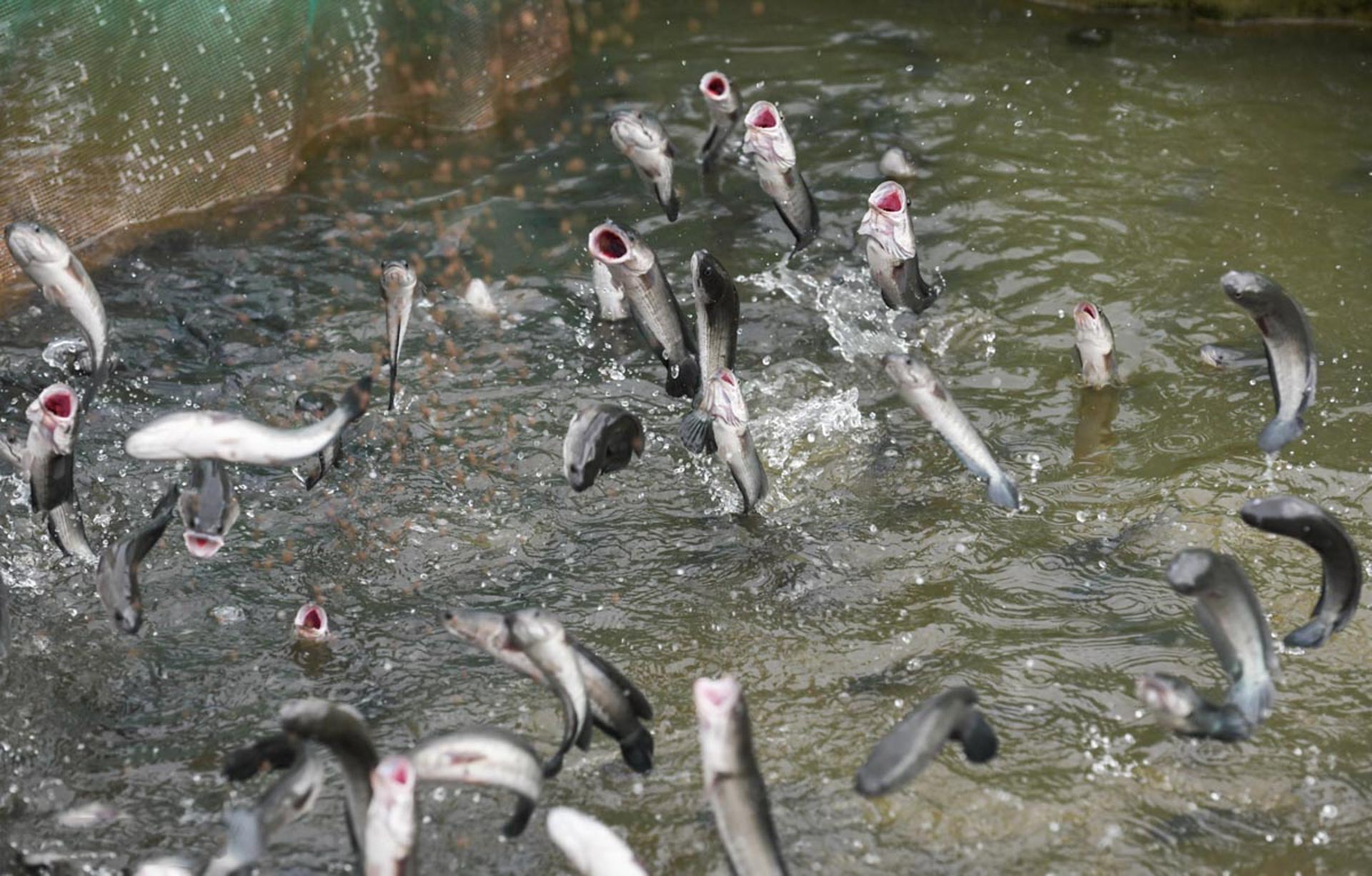 Cẩm nang du lịch Cần Thơ 614 – cam nang du lich, du lich mien nam, du lich can tho.