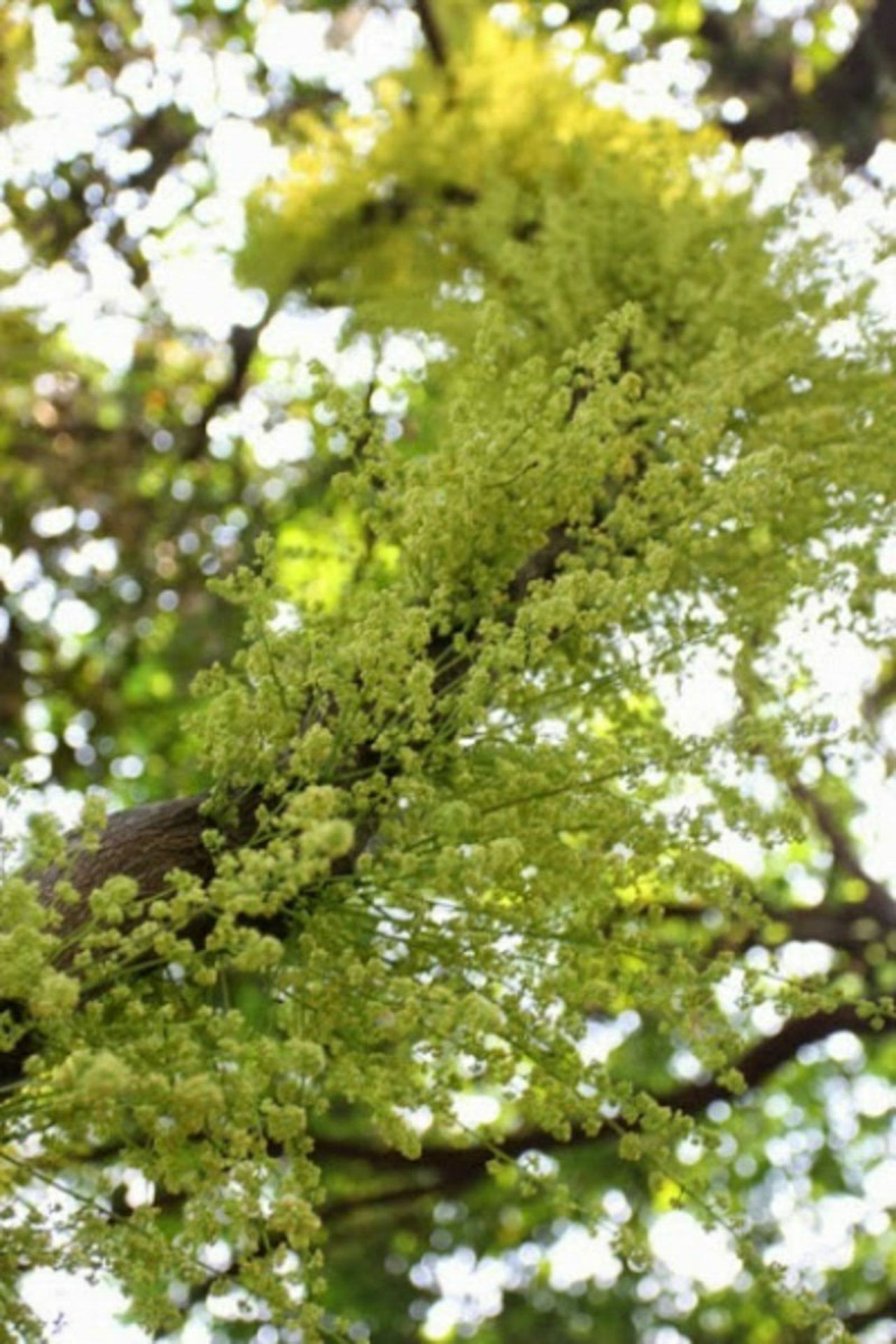 Cẩm nang du lịch Cô Tô 135 – cam nang du lich, du lich mien bac, du lich co to.