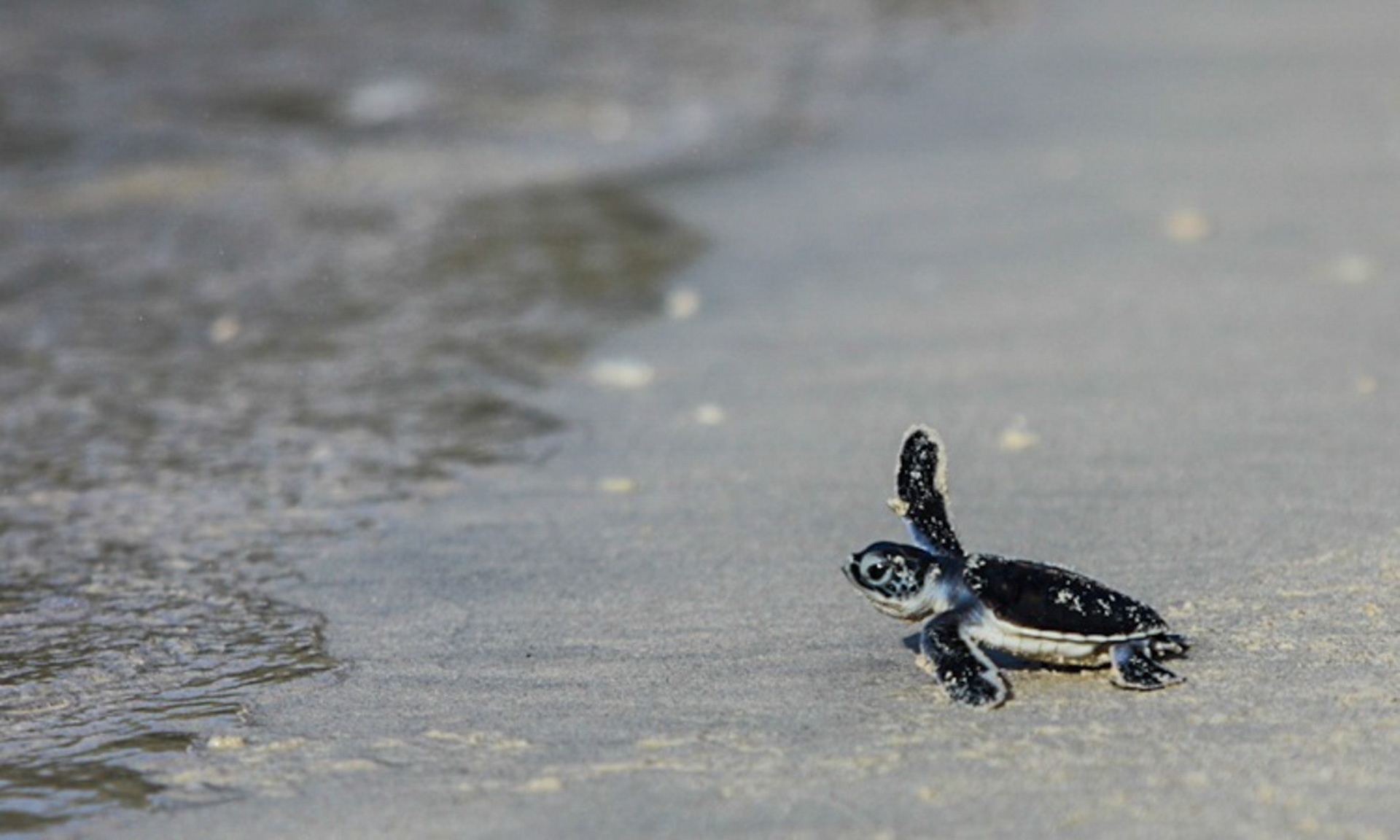 Cẩm nang du lịch Côn Đảo 849 – cam nang du lich, du lich mien nam, du lich con dao.