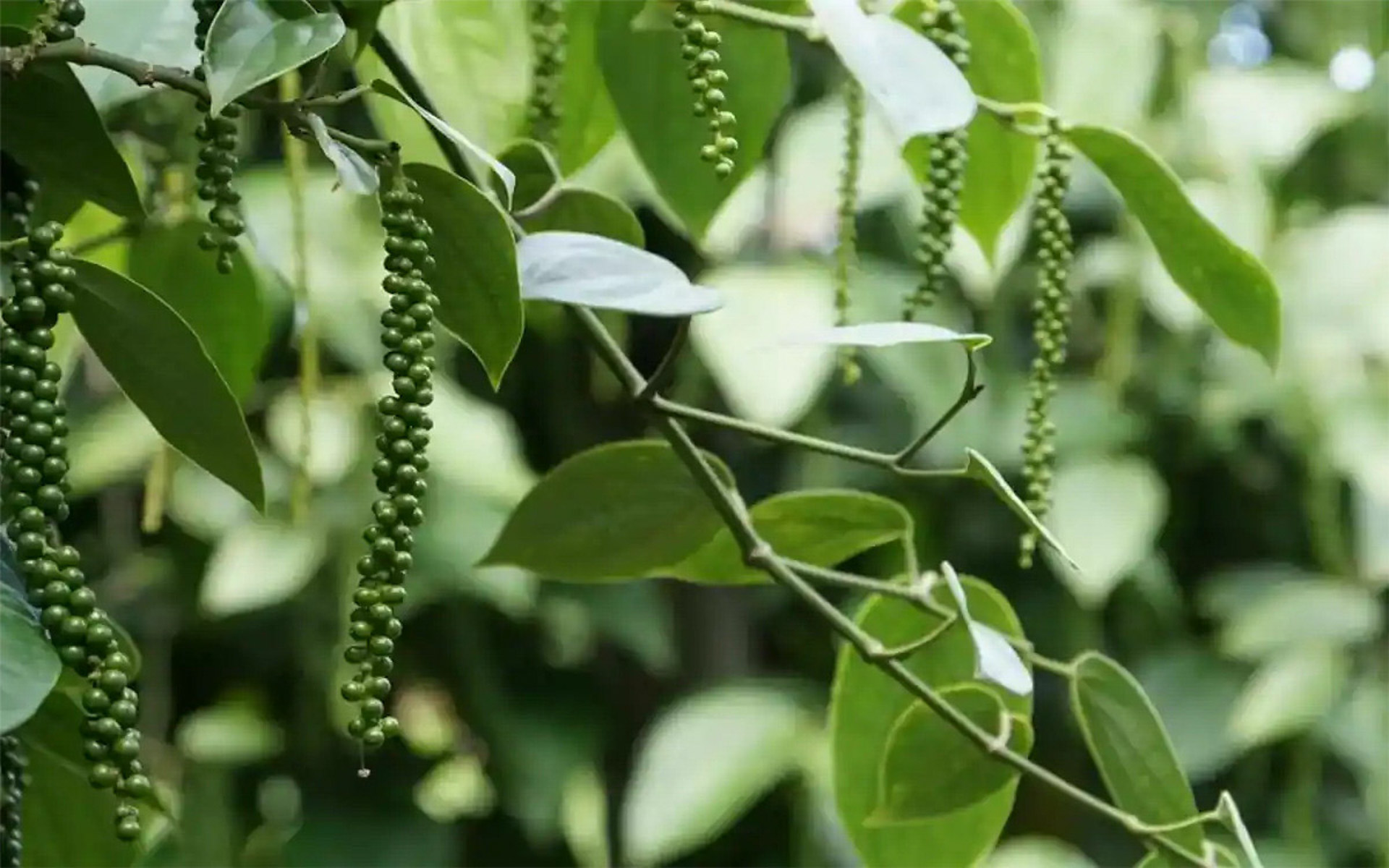 Cẩm nang du lịch Đắk Nông 854 – cam nang du lich, du lich tay nguyen, du lich dak nong.