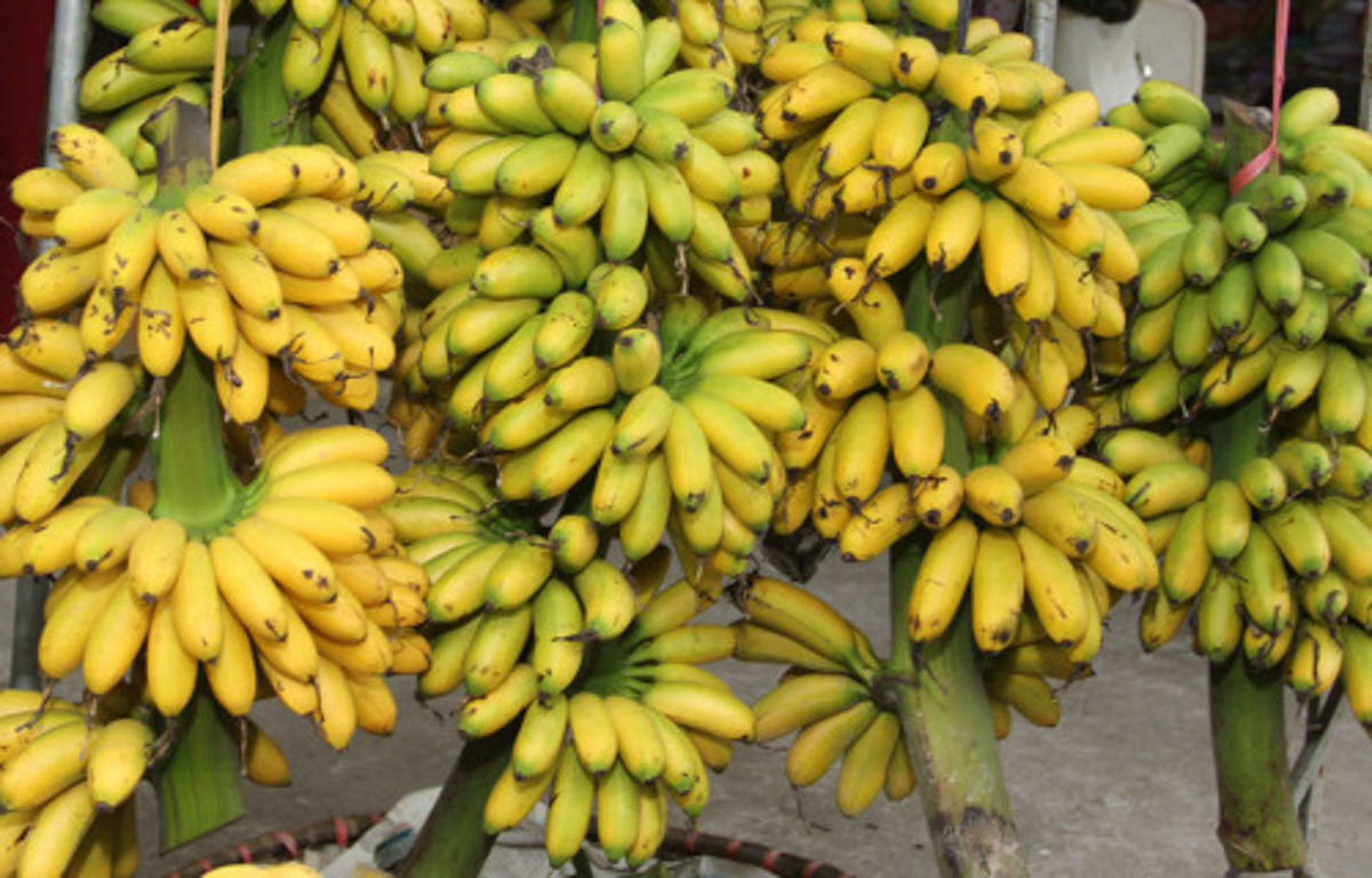 Cẩm nang du lịch Hà Nam 450 – cam nang du lich, du lich mien bac, du lich ha nam.