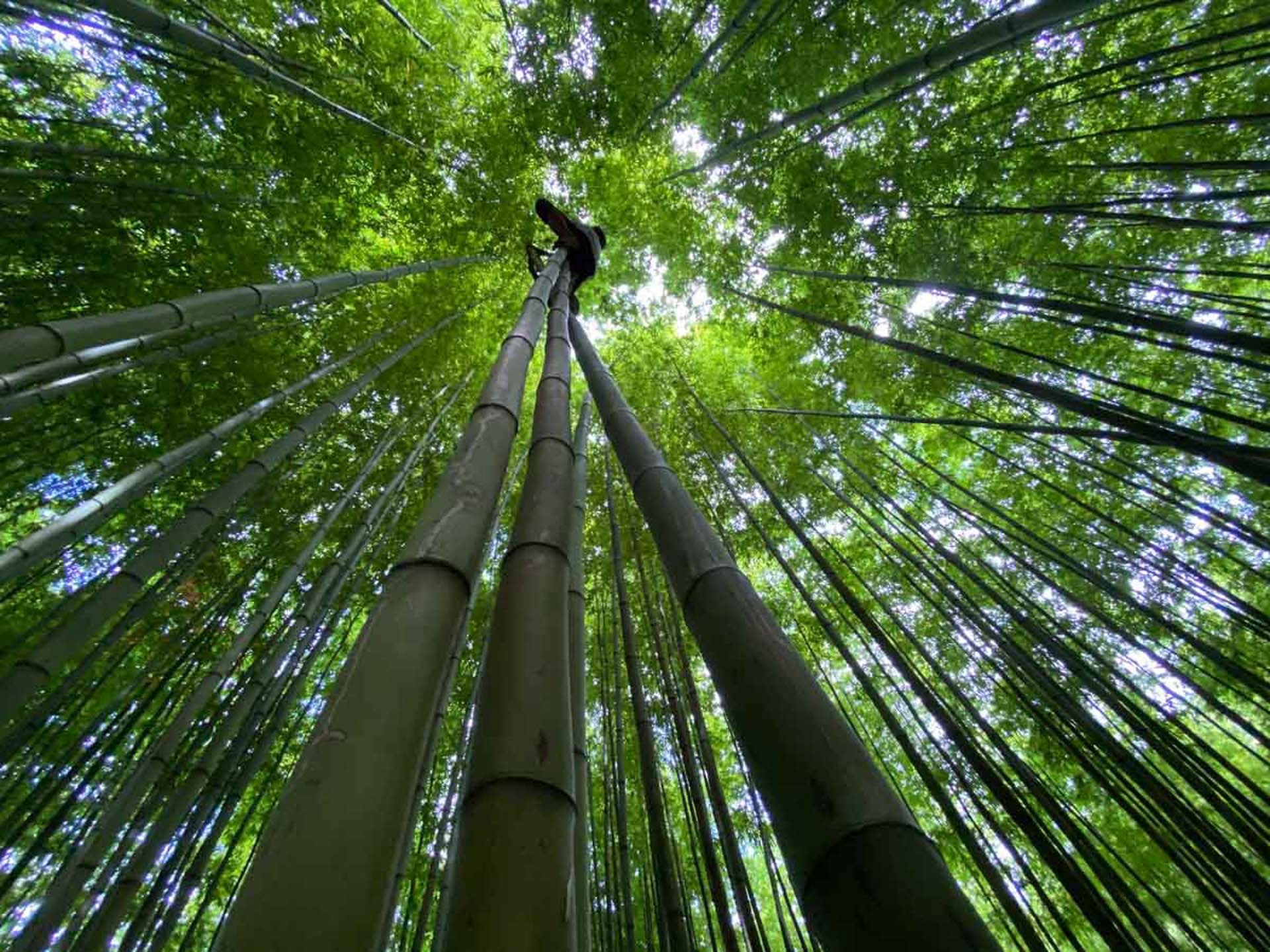 Cẩm nang du lịch Mù Cang Chải 650 – cam nang du lich, du lich mien trung, du lich mu cang chai.