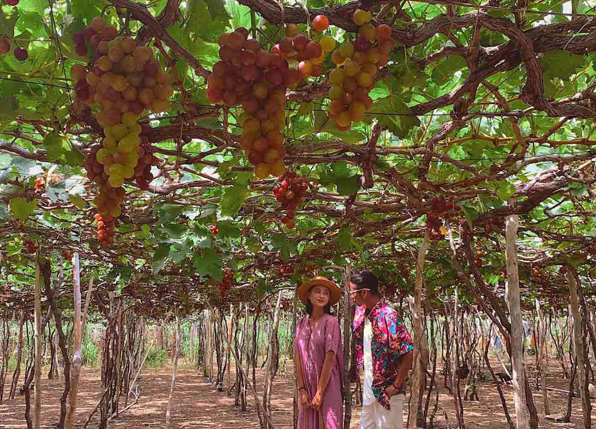 Cẩm nang du lịch Ninh Thuận 874 – cam nang du lich, du lich mien nam, du lich ninh thuan.