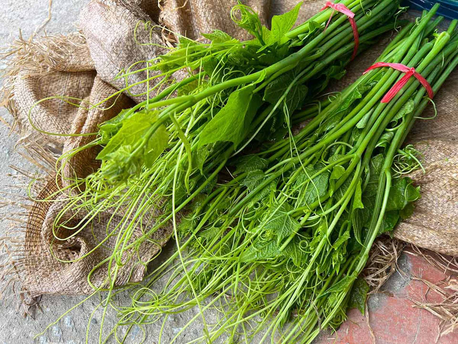 Cẩm nang du lịch Tam Đảo 171 – cam nang du lich, du lich mien bac, du lich tam dao.