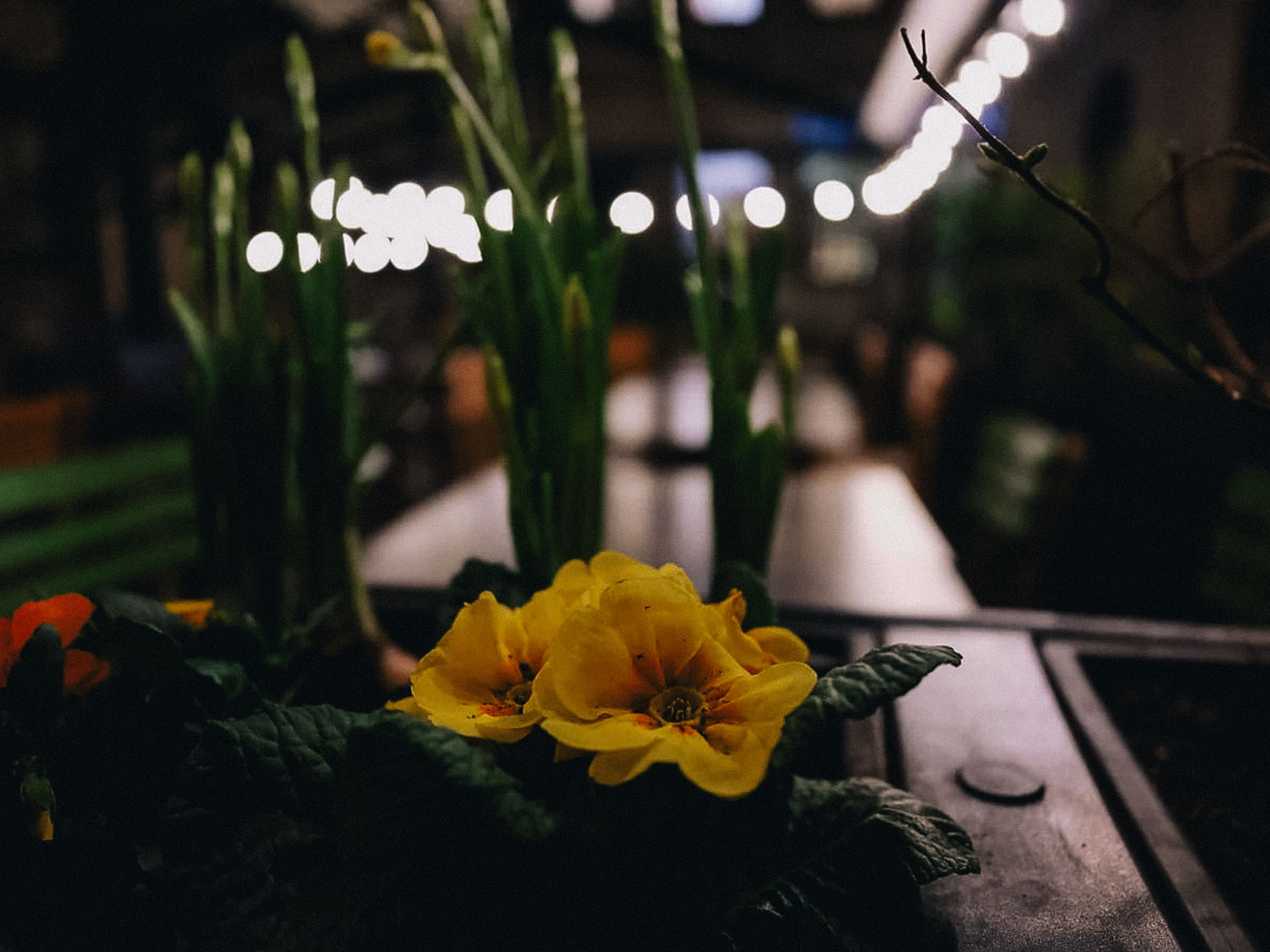 Fujifilm GFX 100 RF