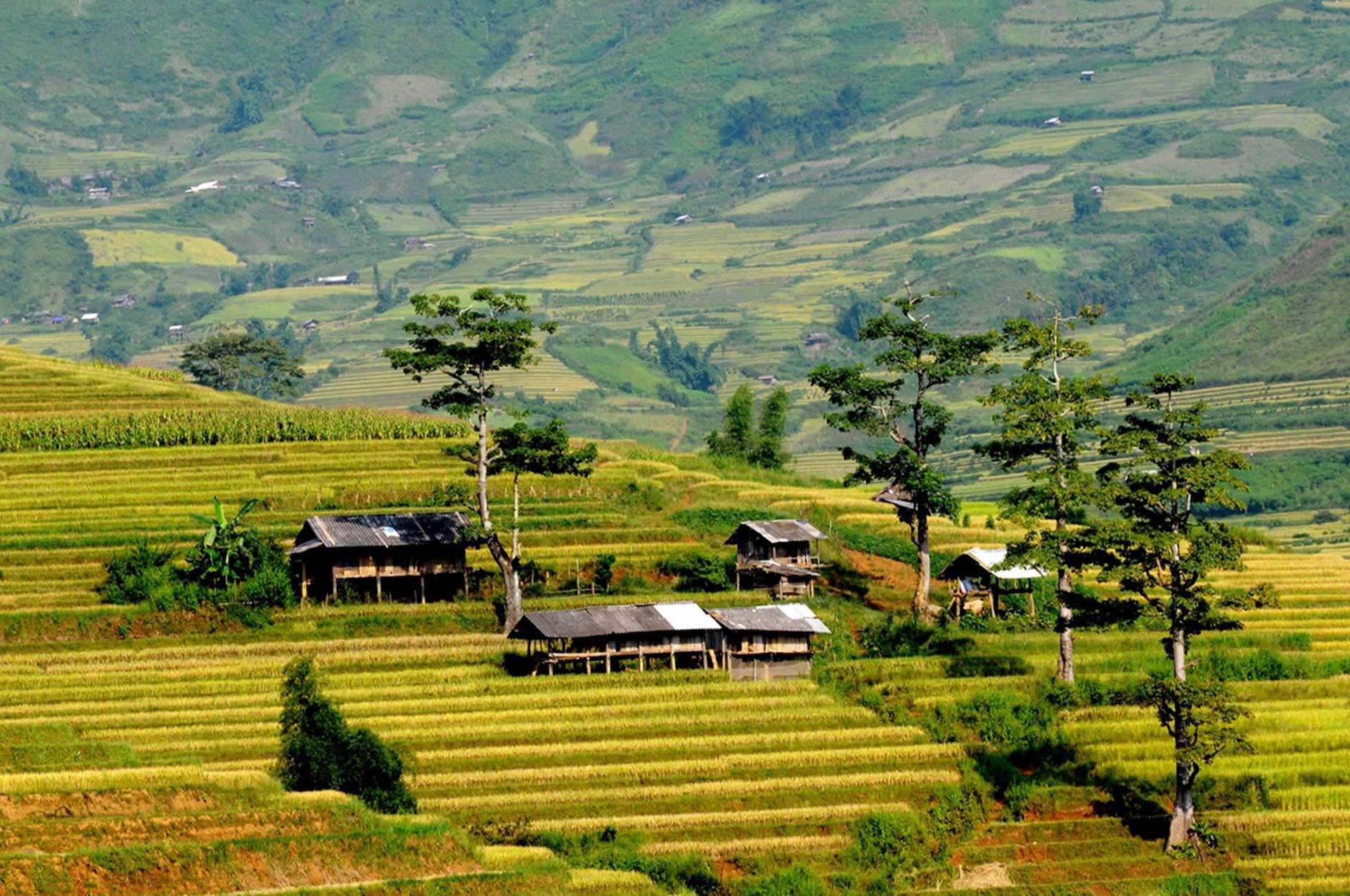 nhavantuonglai