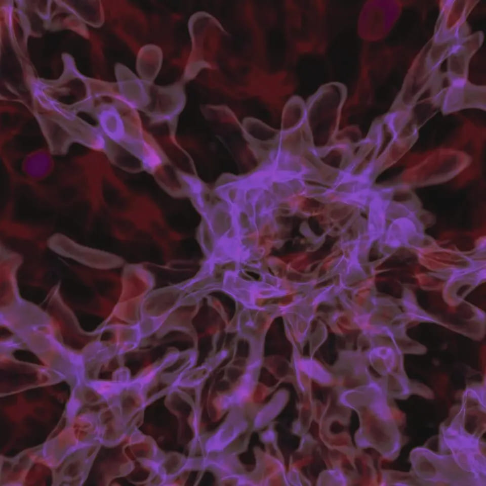 Vũ trụ có thực sự sinh ra từ hư vô không? 967 – khoa hoc, vu tru, hu khong, hu vo, sinh ra tu hu khong, vu tru sinh ra, big bang, lam phat vu tru, truong lam phat, nang luong truong, chan khong luong tu, dao dong luong tu, vat chat toi, nang luong toi, sinh tu hu khong.