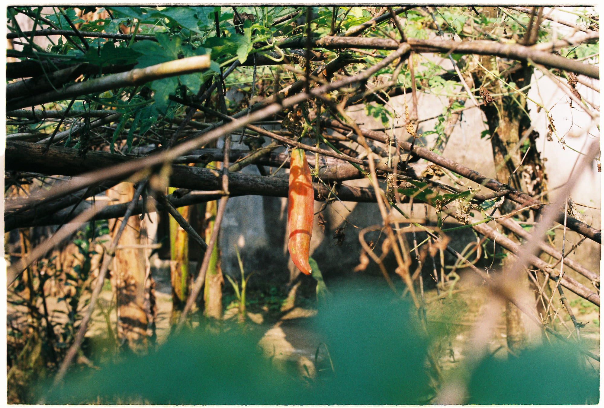 Liệu có đúng rằng photon thực sự sống mãi mãi?