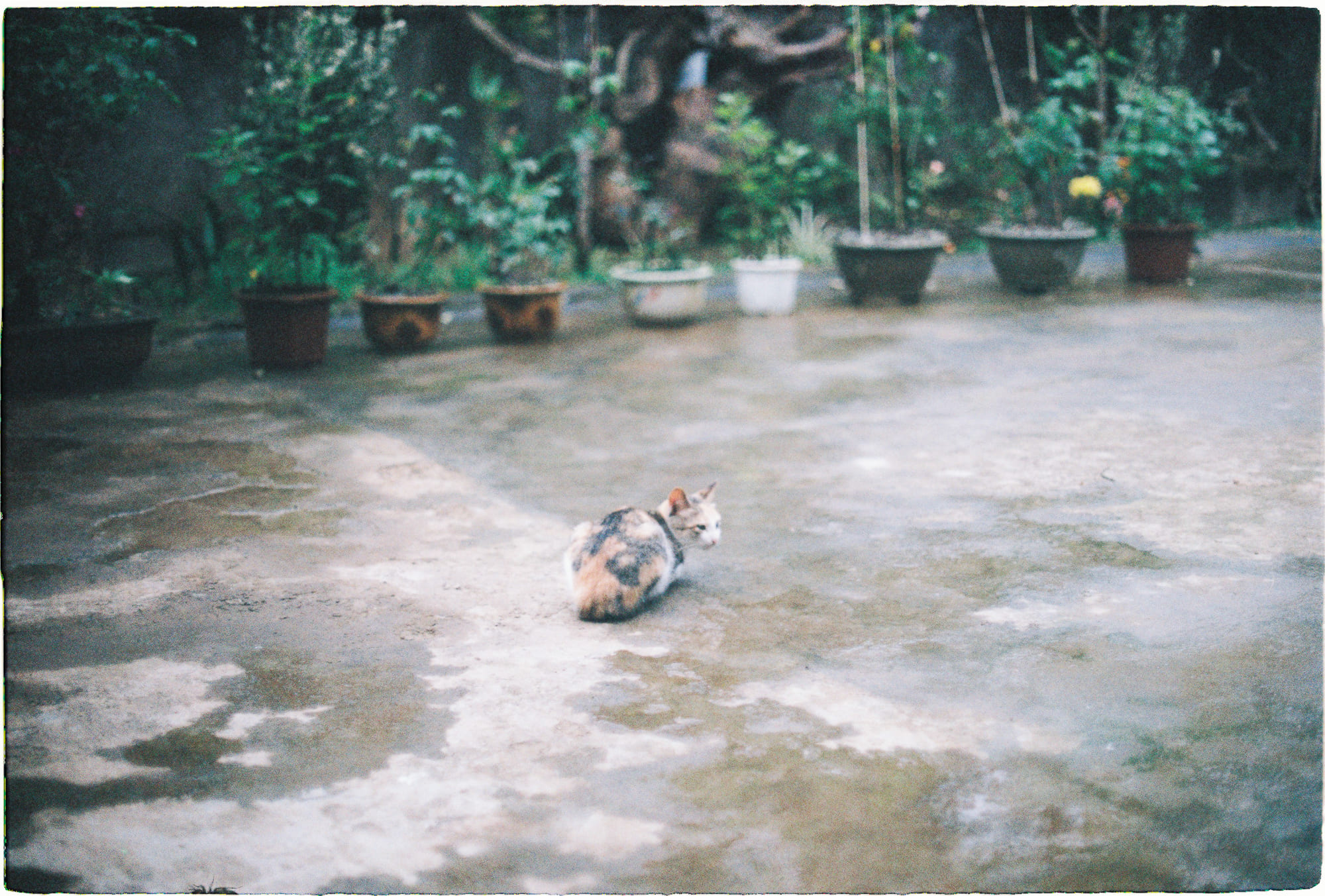 Diễn từ Nobel Văn học 1999 – Tiếp tục, Günter Grass