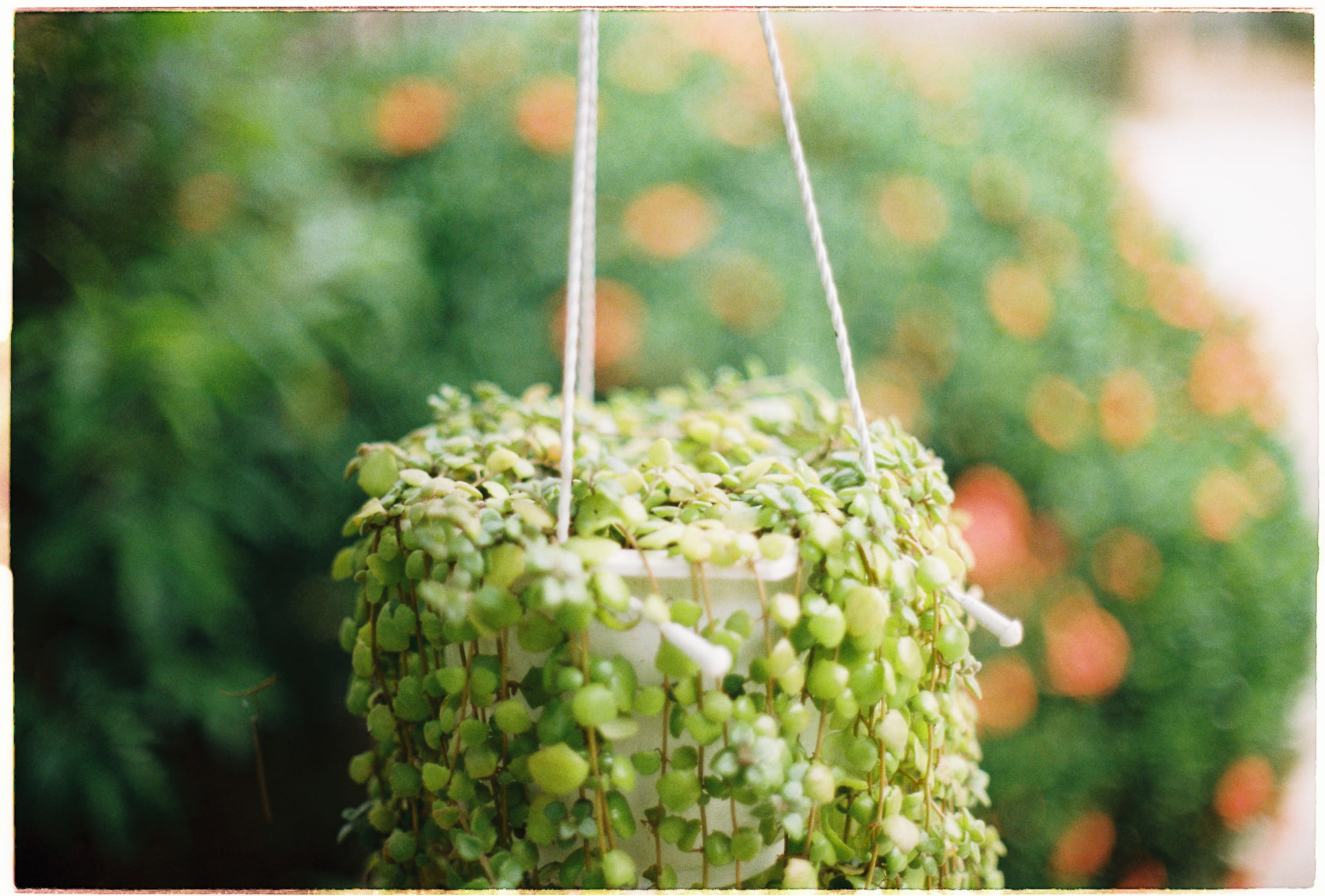 Cá ở trong nước 447 – khoa hoc, sinh hoc, nhan thuc, lich su, lich su loai nguoi, con nguoi, tuyen ngon, tuyen ngon cua nha nhan ban cong nghe, the techno humanist manifesto, jason crawford, ca o trong nuoc.