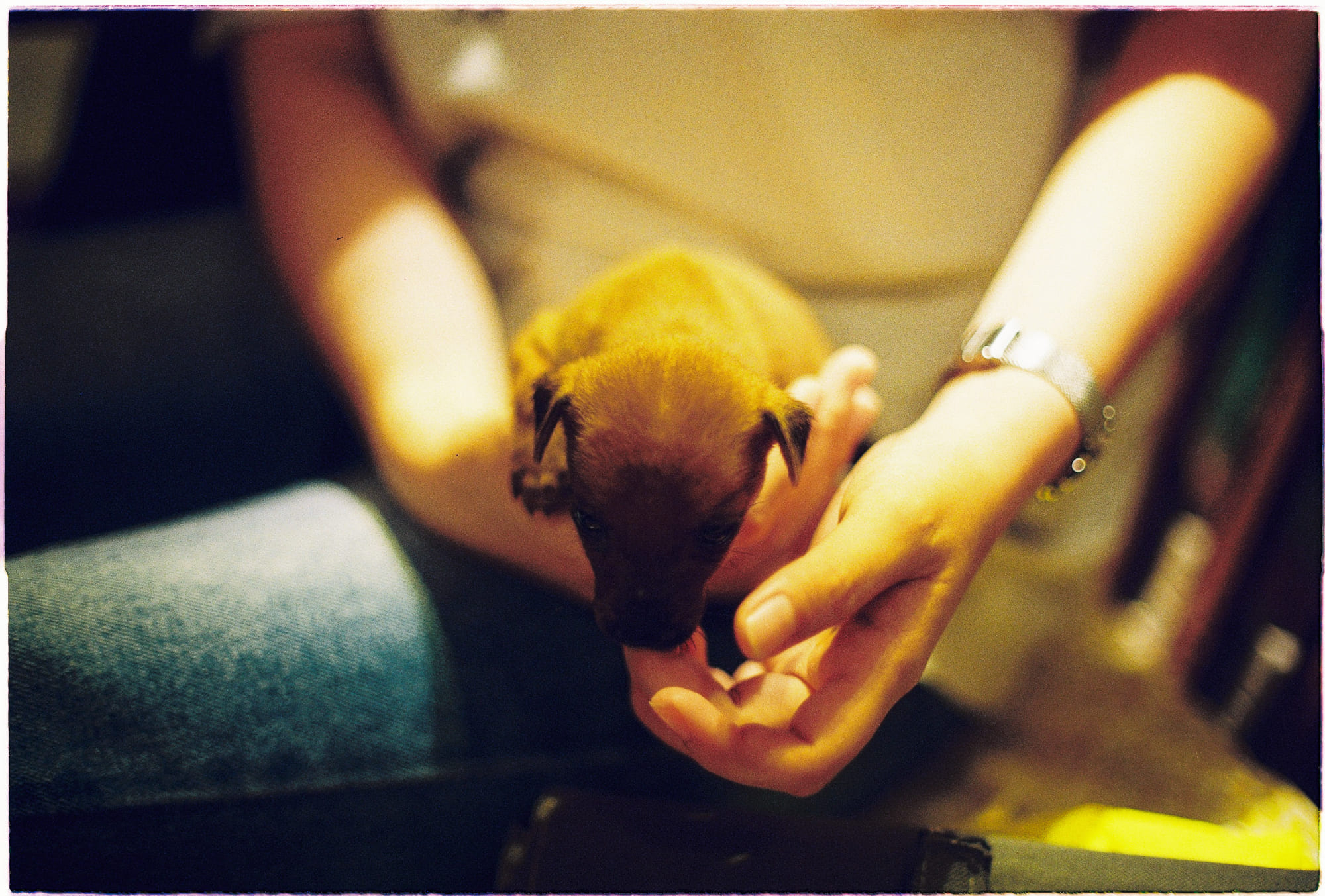 Tại sao hầu hết mọi người đều thuận tay phải?