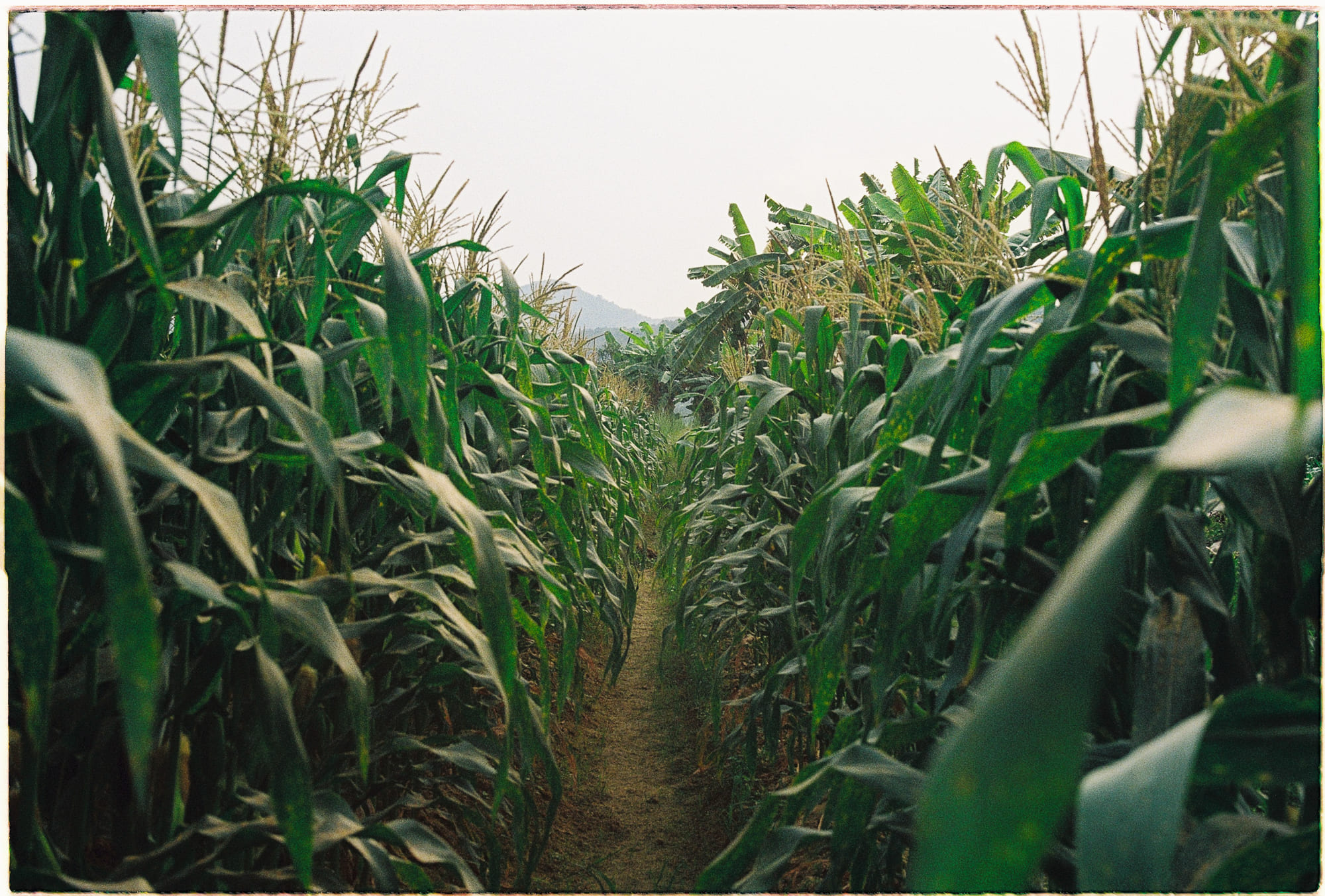 Bài học từ những cạm bẫy của các dự án siêu lớn 456 – nghien cuu, van hoa, kinh te hoc, kinh te vi mo, du an lon, olympic, no cong, tham hoa du an.