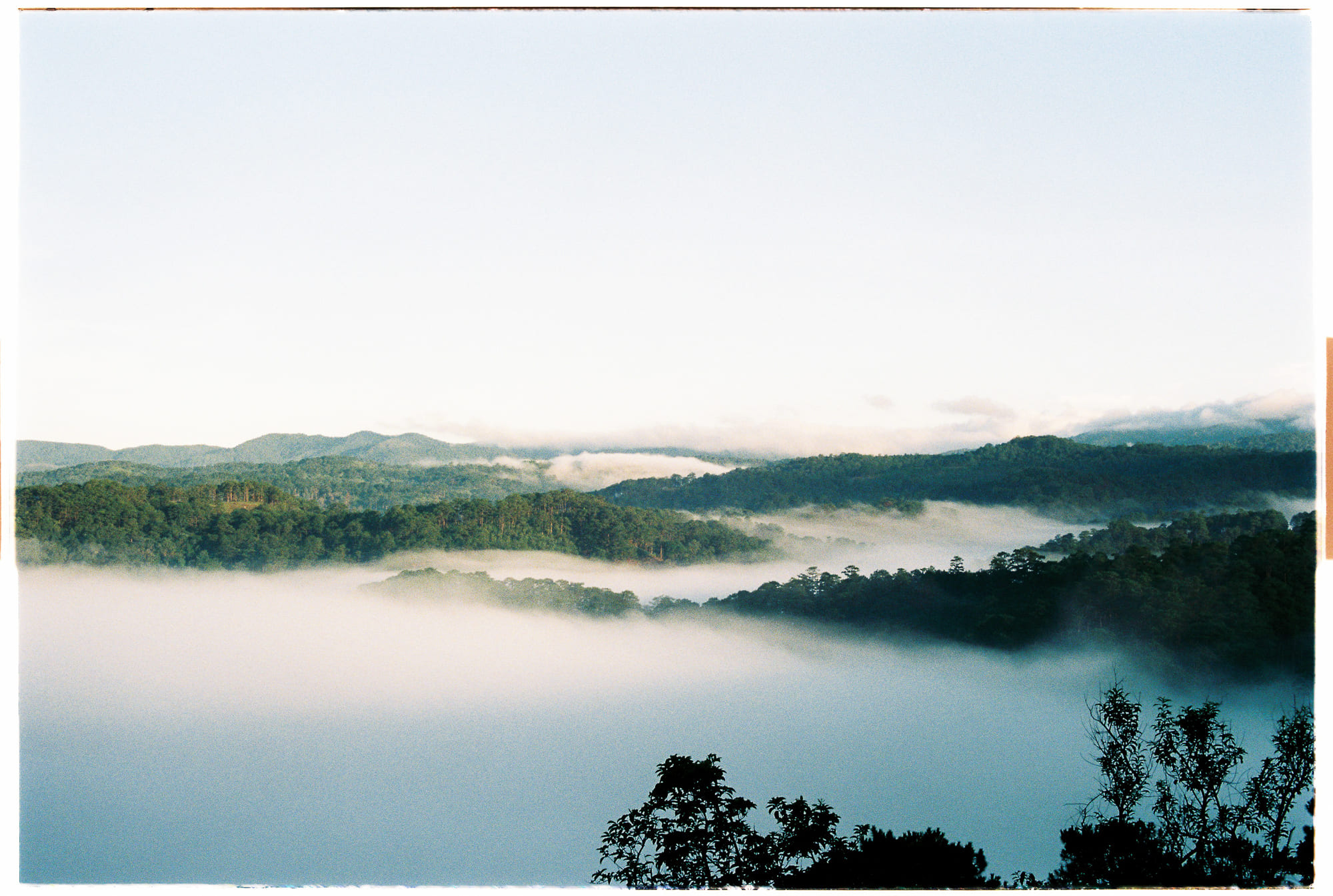 Chó trở thành bạn tốt nhất của con người