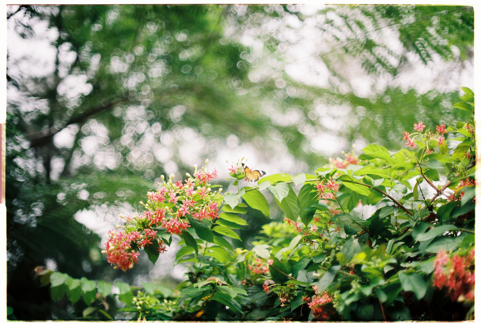 Nghiên cứu văn hóa, nhân học và lịch sử