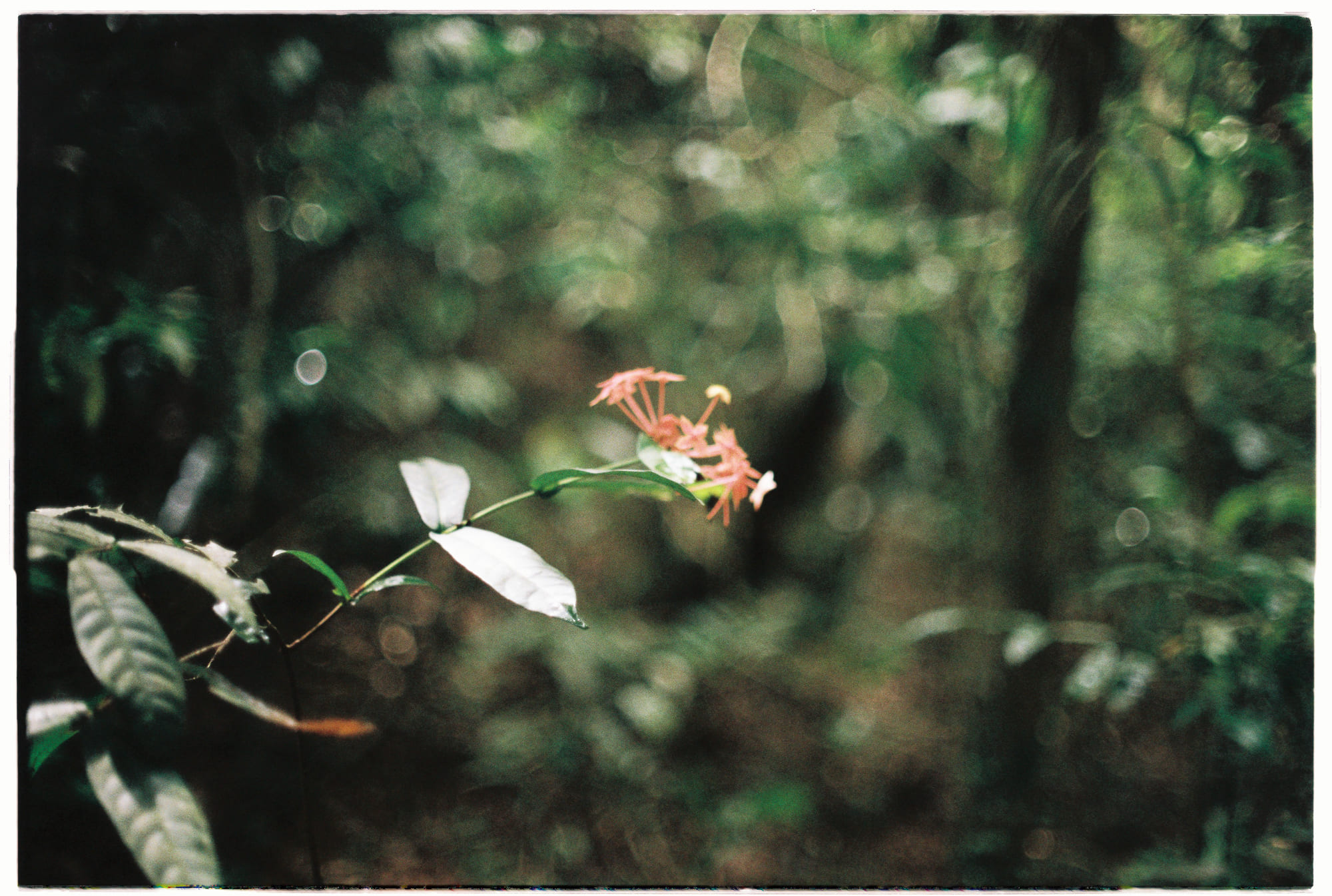 Vũ trụ lượng tử cứu khủng hoảng vật lý