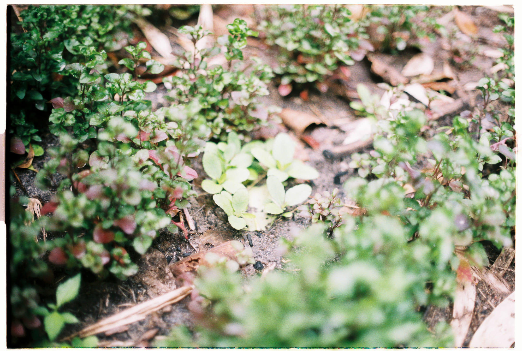 Ý thức không phải là phép màu, mà là ảo thuật