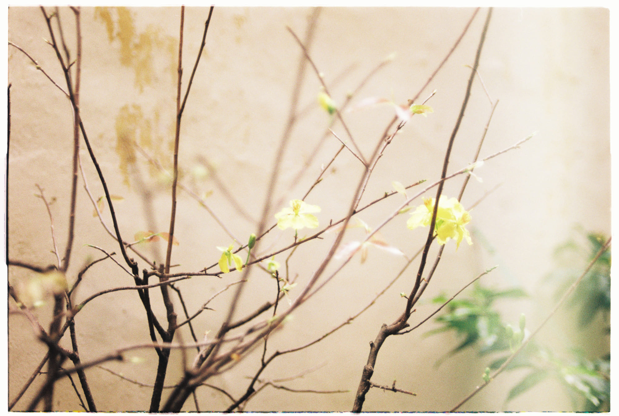 Vi sinh vật cổ đại thích nghi môi trường khắc nghiệt