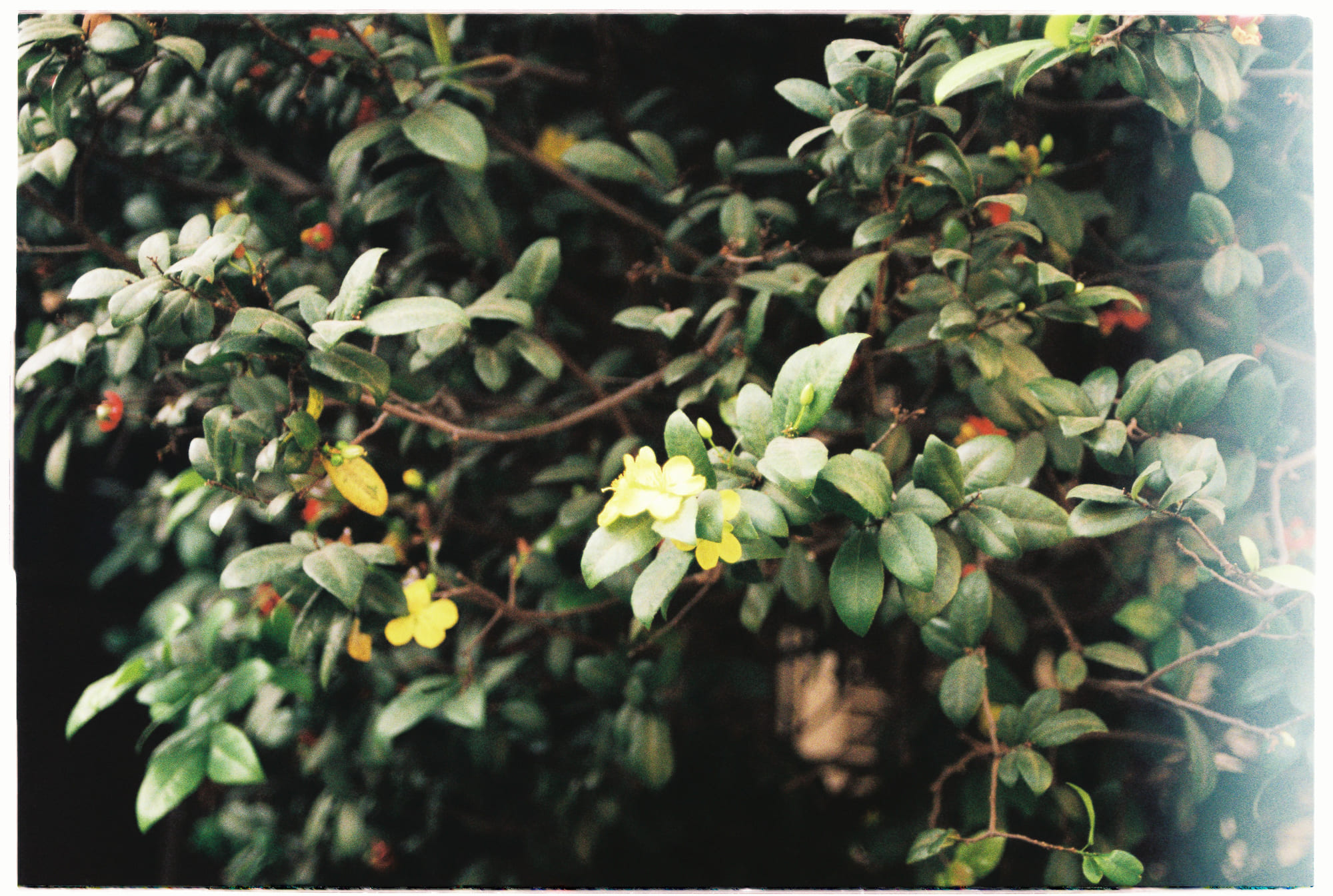 Đời sống xã hội bí ẩn của cây cối