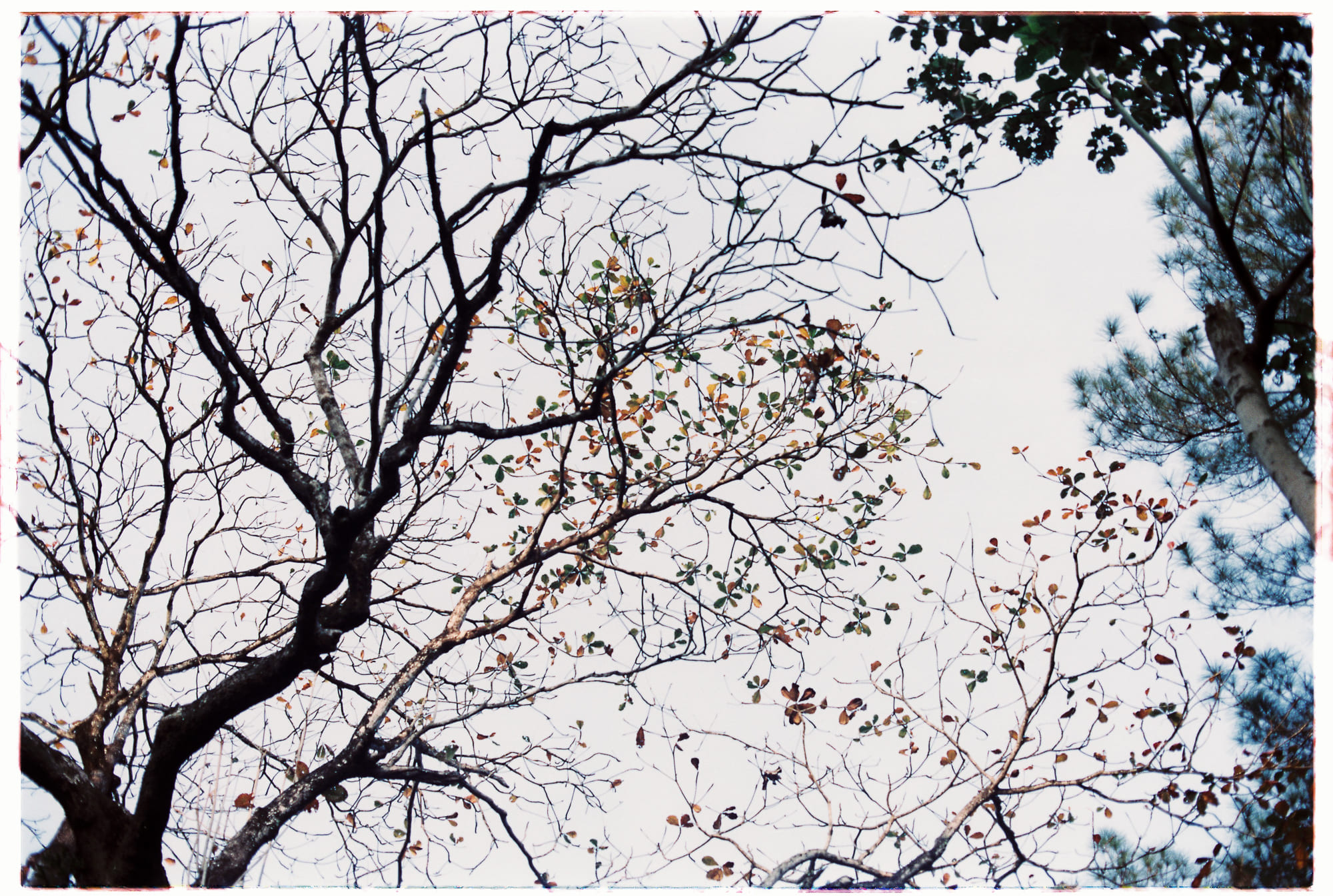 Đại dương đổi màu sắc vào cuối thế kỷ XXI