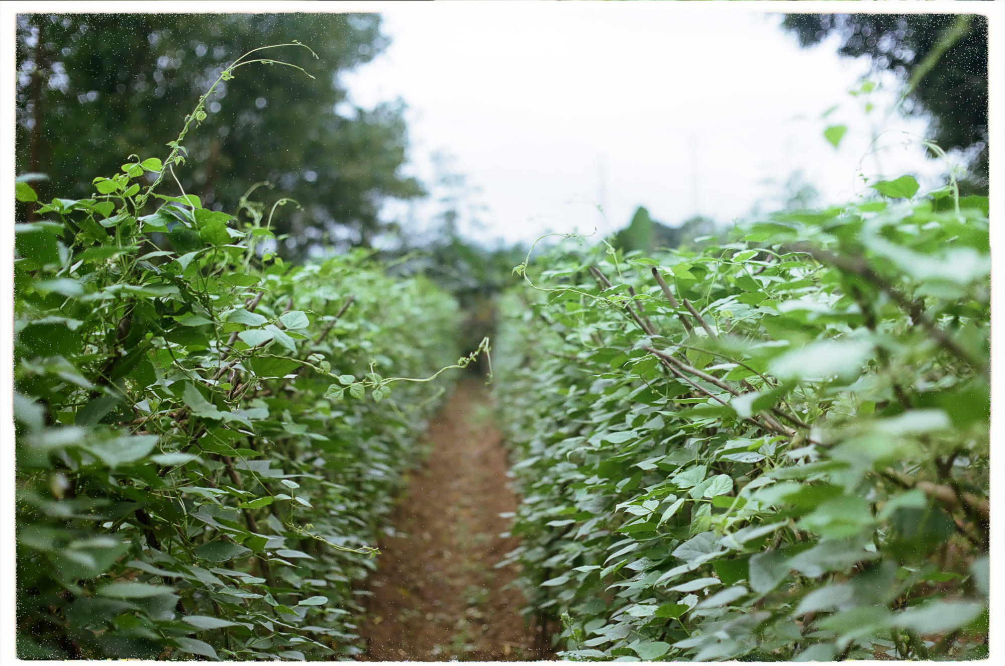 Diễn từ Nobel Văn học 2005 – Nghệ thuật, sự thật và chính trị, Harold Pinter