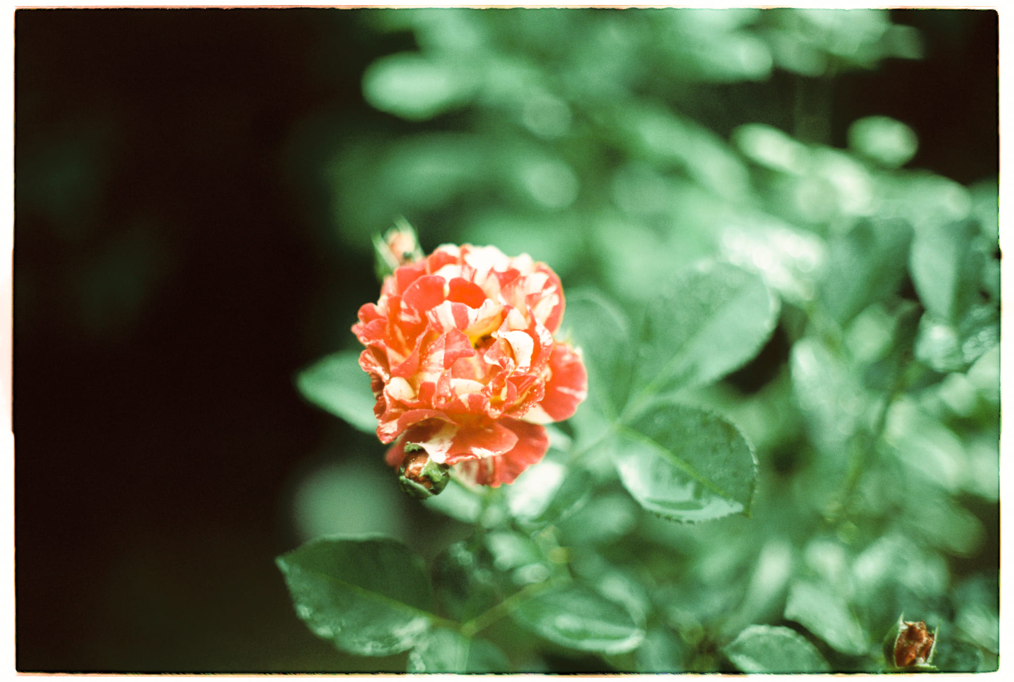 Sự phát triển của rừng mưa hiện đại bắt đầu từ đâu?