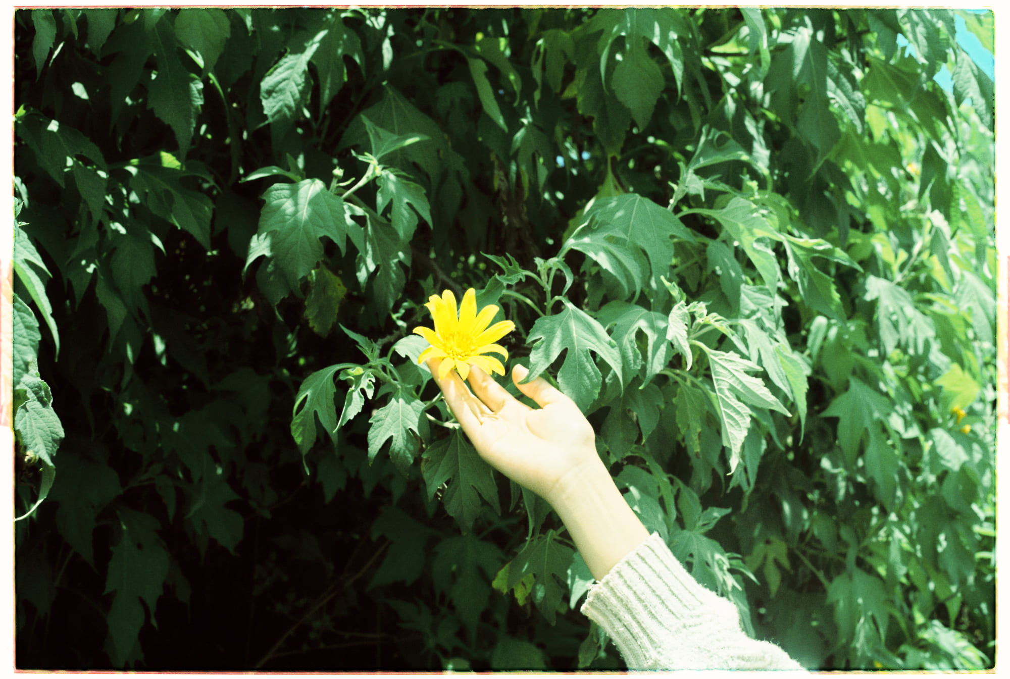 Sứ mệnh xoa dịu cơn đau mãn tính