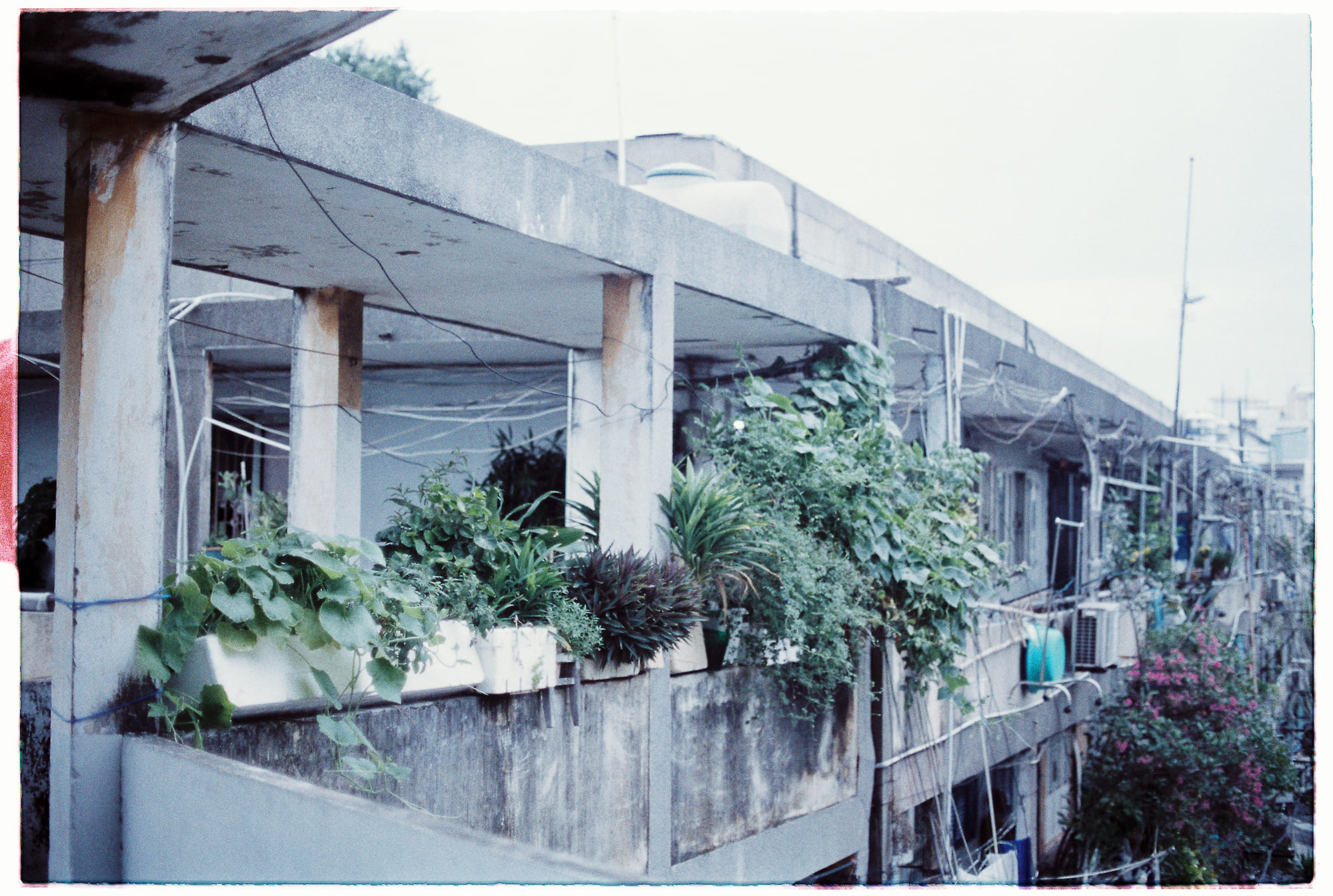 Toán học dự đoán ánh sáng nhấp nháy đom đóm