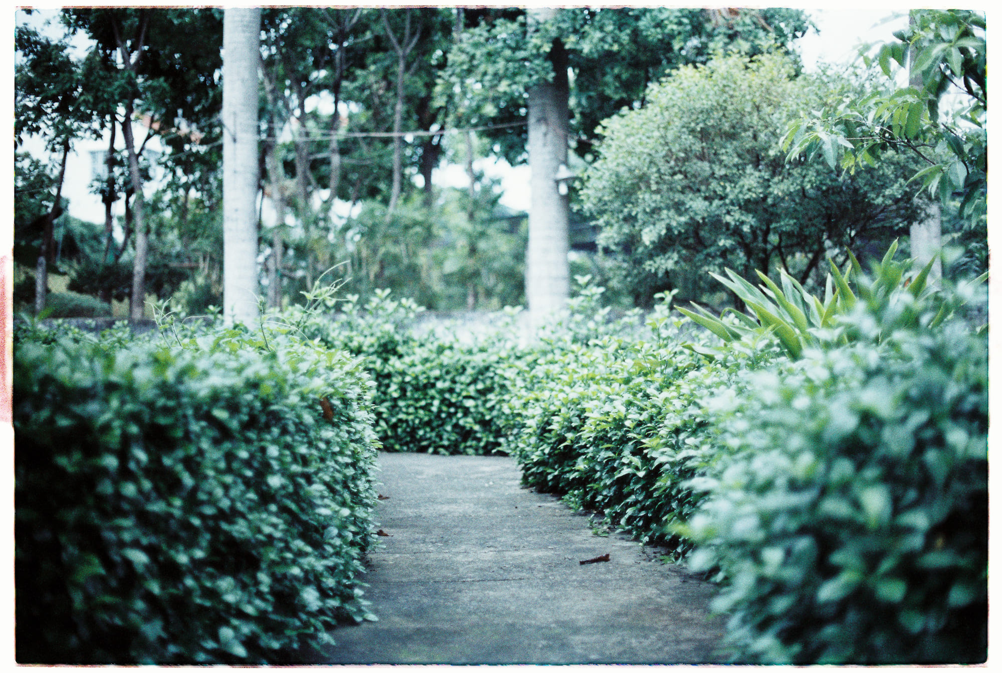 Phương trình sinh học quan trọng từ CO2 thành glucose