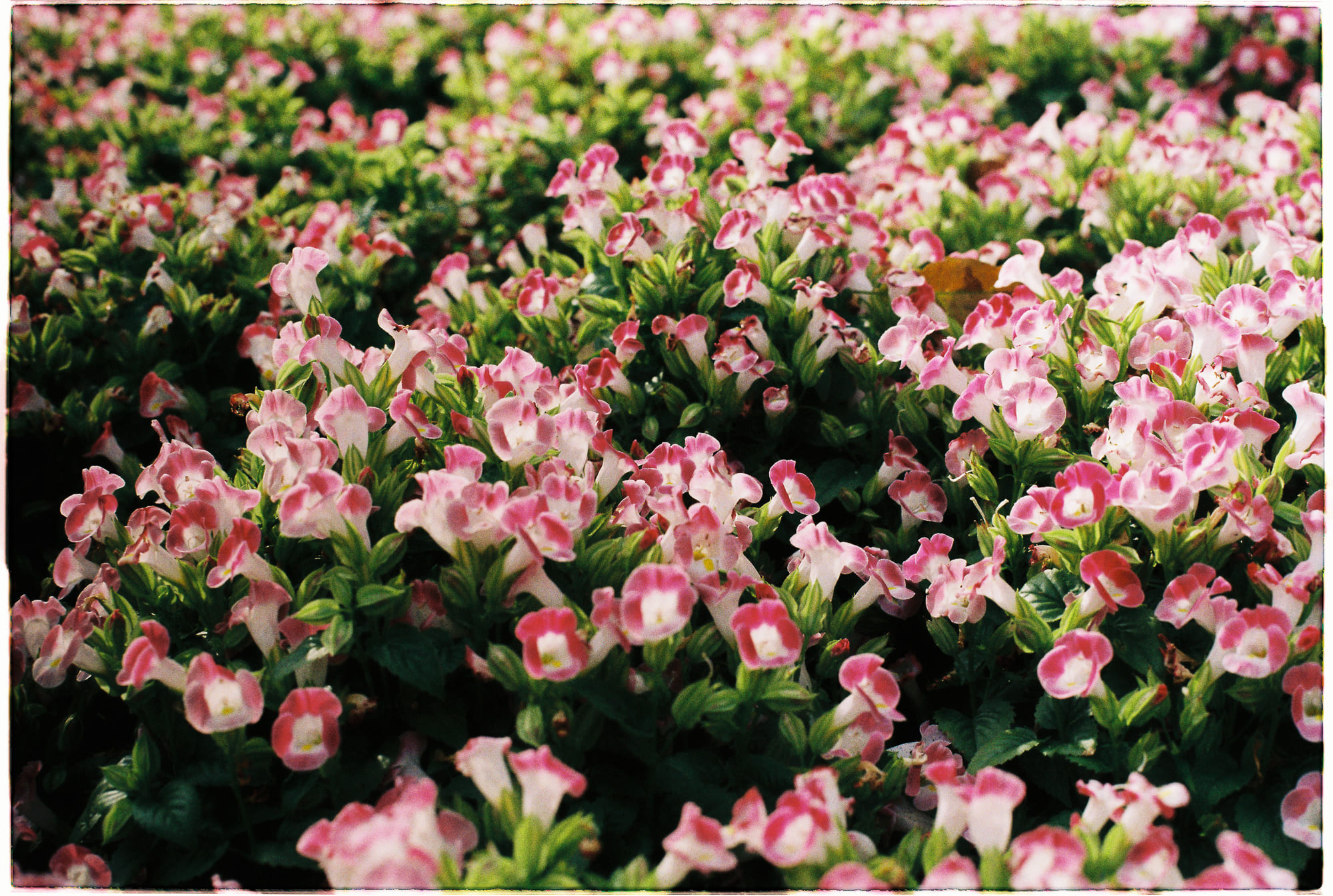 Trung tâm phát triển văn hóa đọc Nhà văn