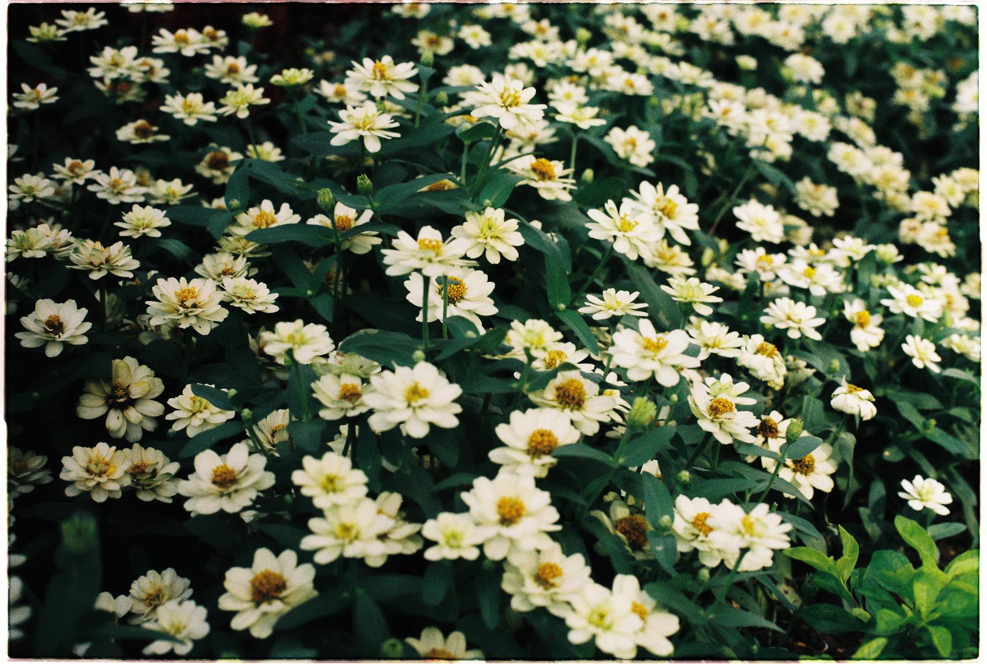 Francis Bacon và bốn rào cản đối với sự thật