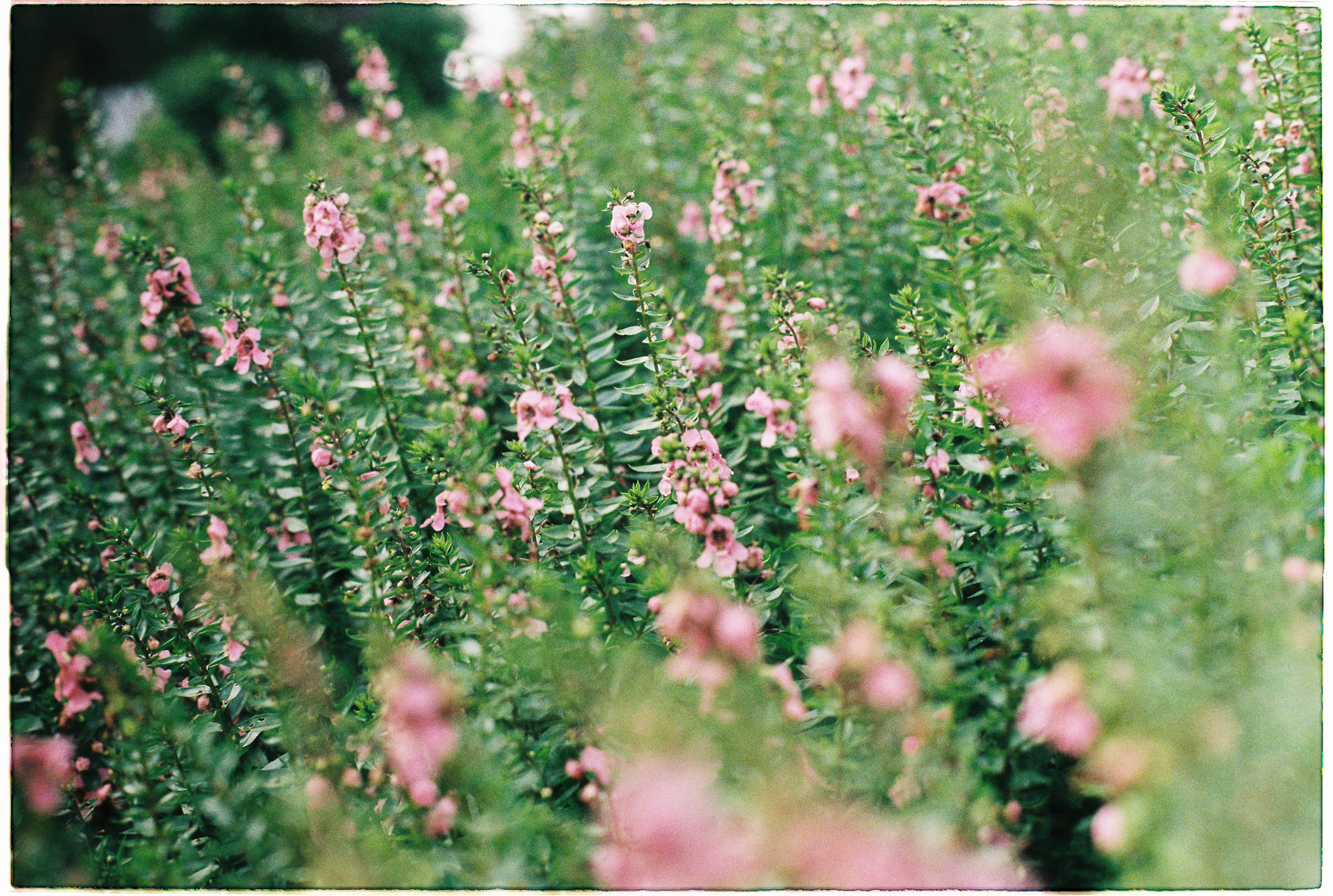 Khai thác dữ liệu cá nhân từ nguồn công khai