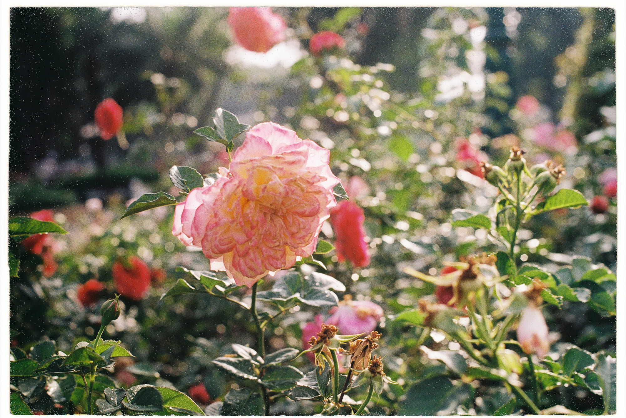 Bưu thiếp nhân học thú vị của Michael Taussig