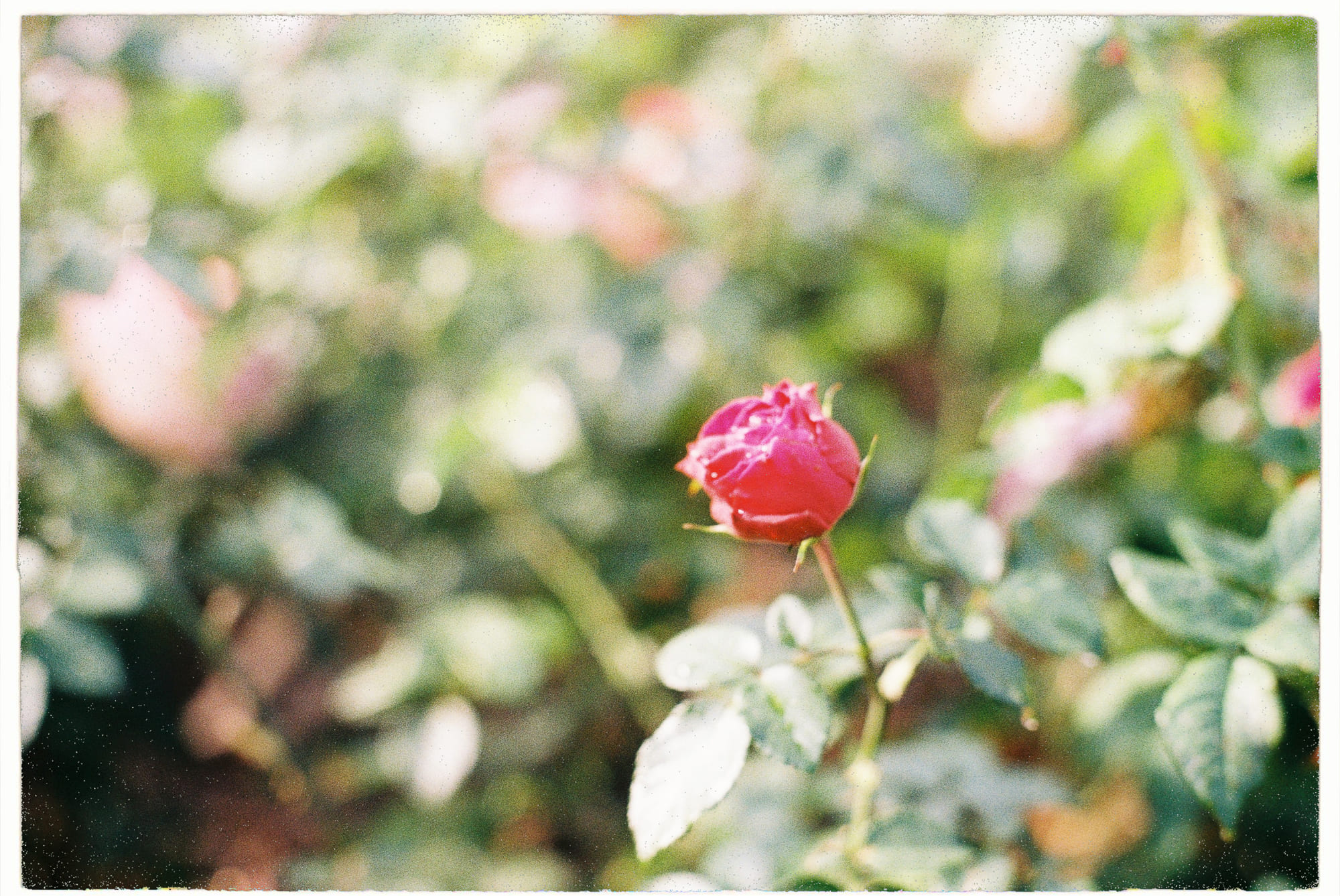 Khắc kỷ và Phật giáo có phải triết lý không lành mạnh