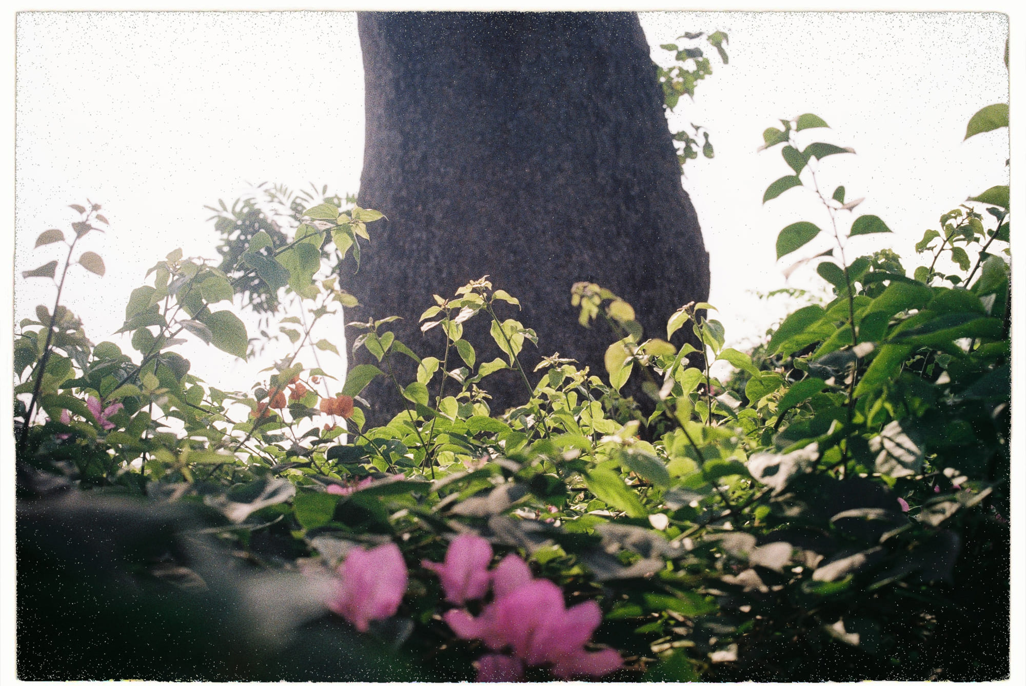 Côn trùng tiết lộ thuốc và chất độc tại hiện trường