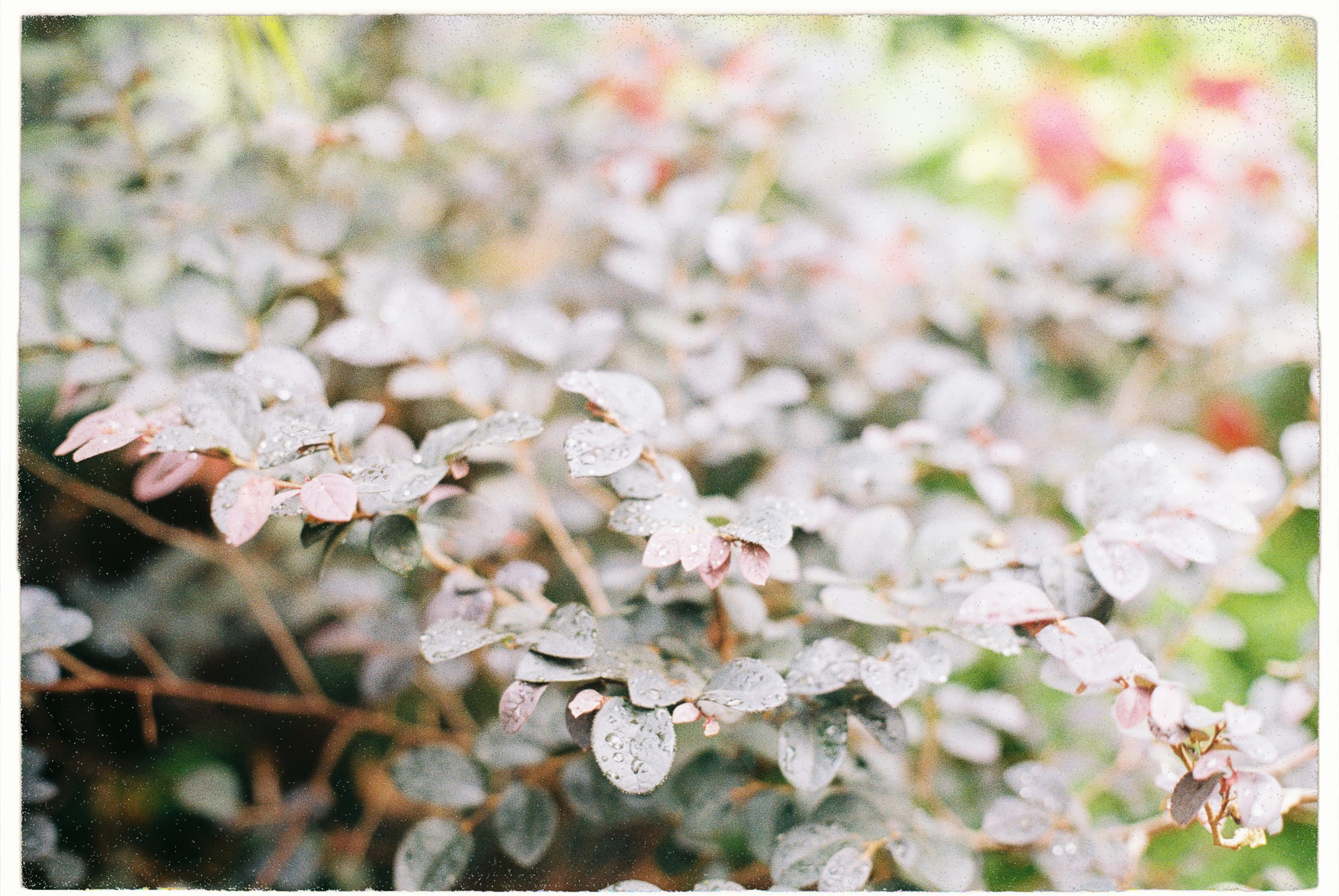 Vì sao một số người bị muỗi đốt nhiều hơn